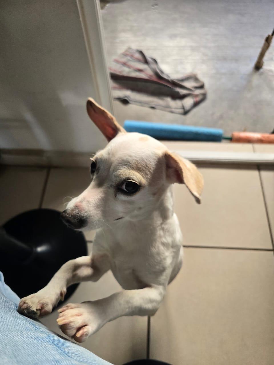 Enlarge Tony, a ADOPTABLE mixed breed in Vancouver, BC image 4/6