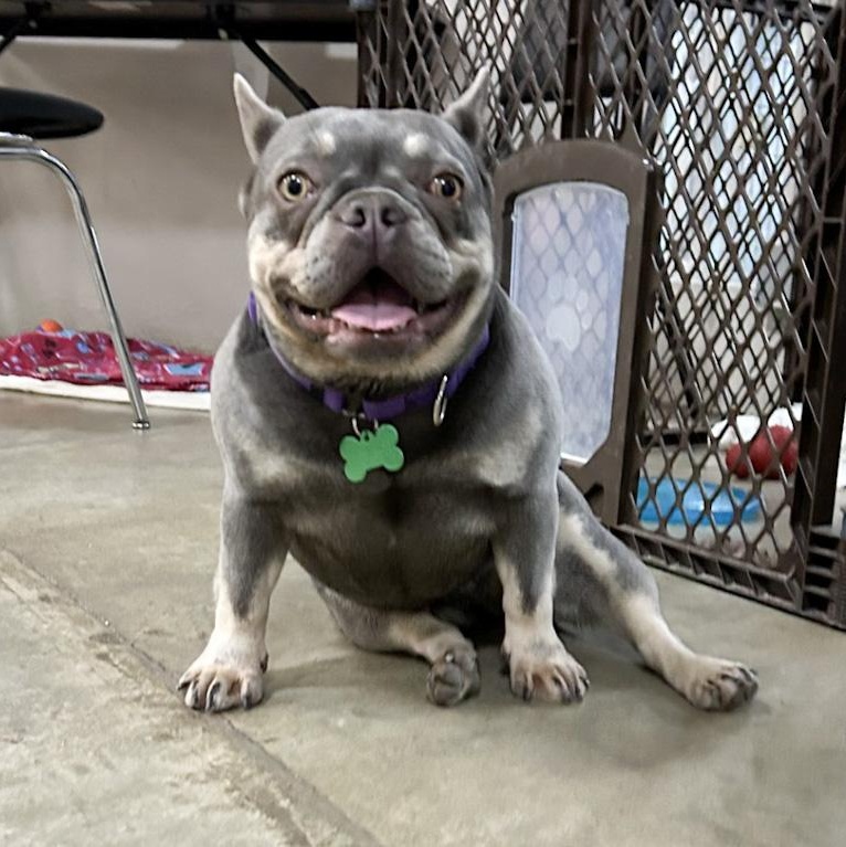 River, adoptable, Adult Female French Bulldog.