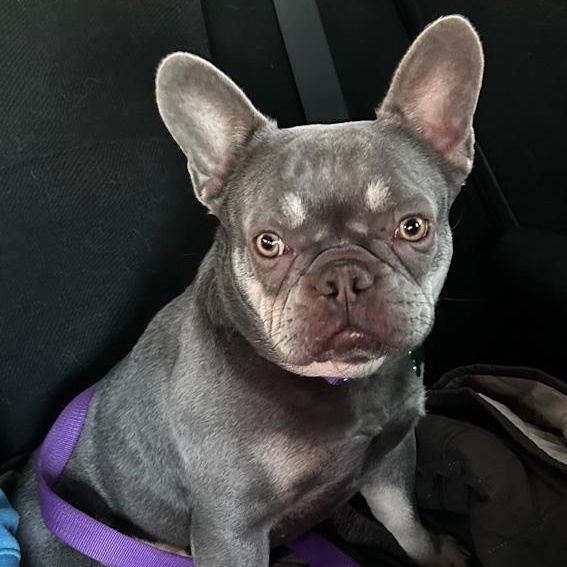 Enlarge River, an adoptable French Bulldog in Toledo, OH image 2/3