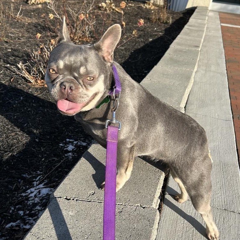 Enlarge River, an adoptable French Bulldog in Toledo, OH image 3/3