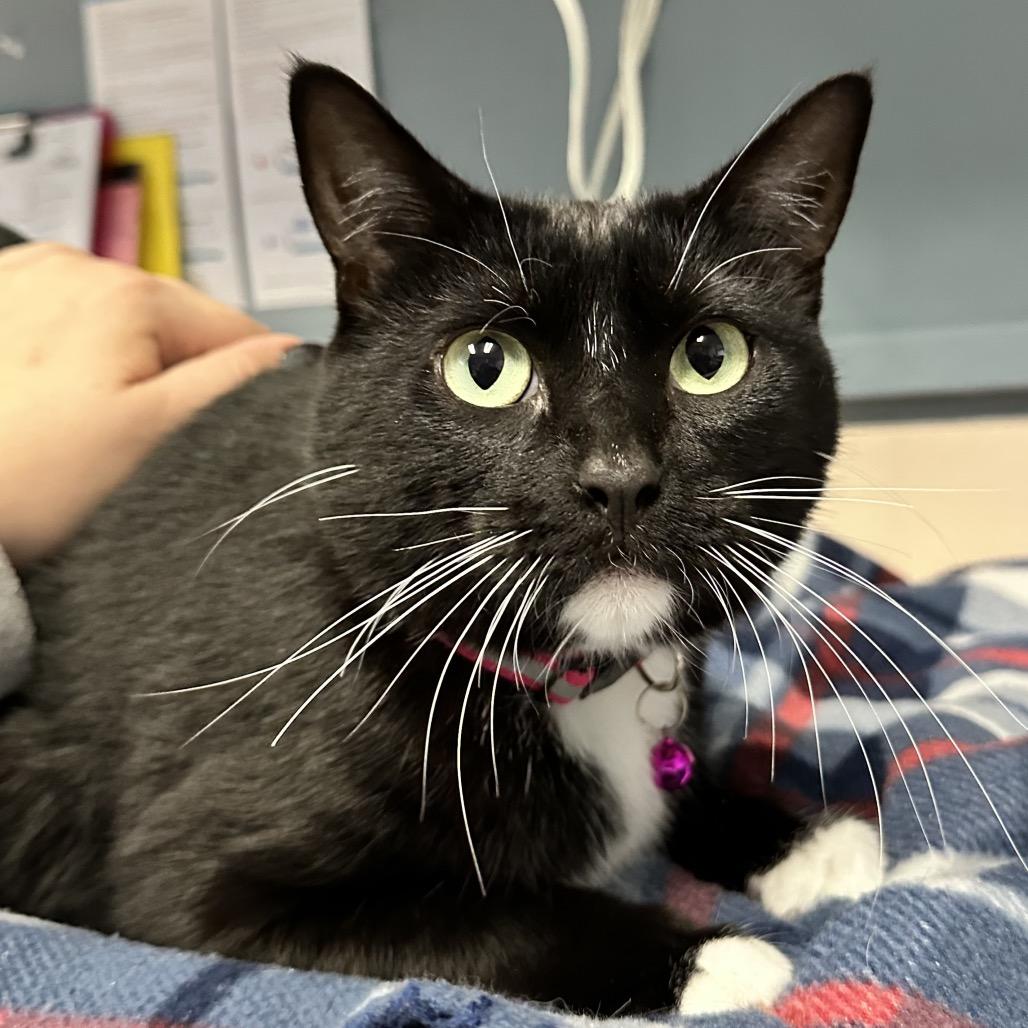 Enlarge Juno- Union Petsense, a Adoptable Domestic Short Hair in Union, MO image 1/1