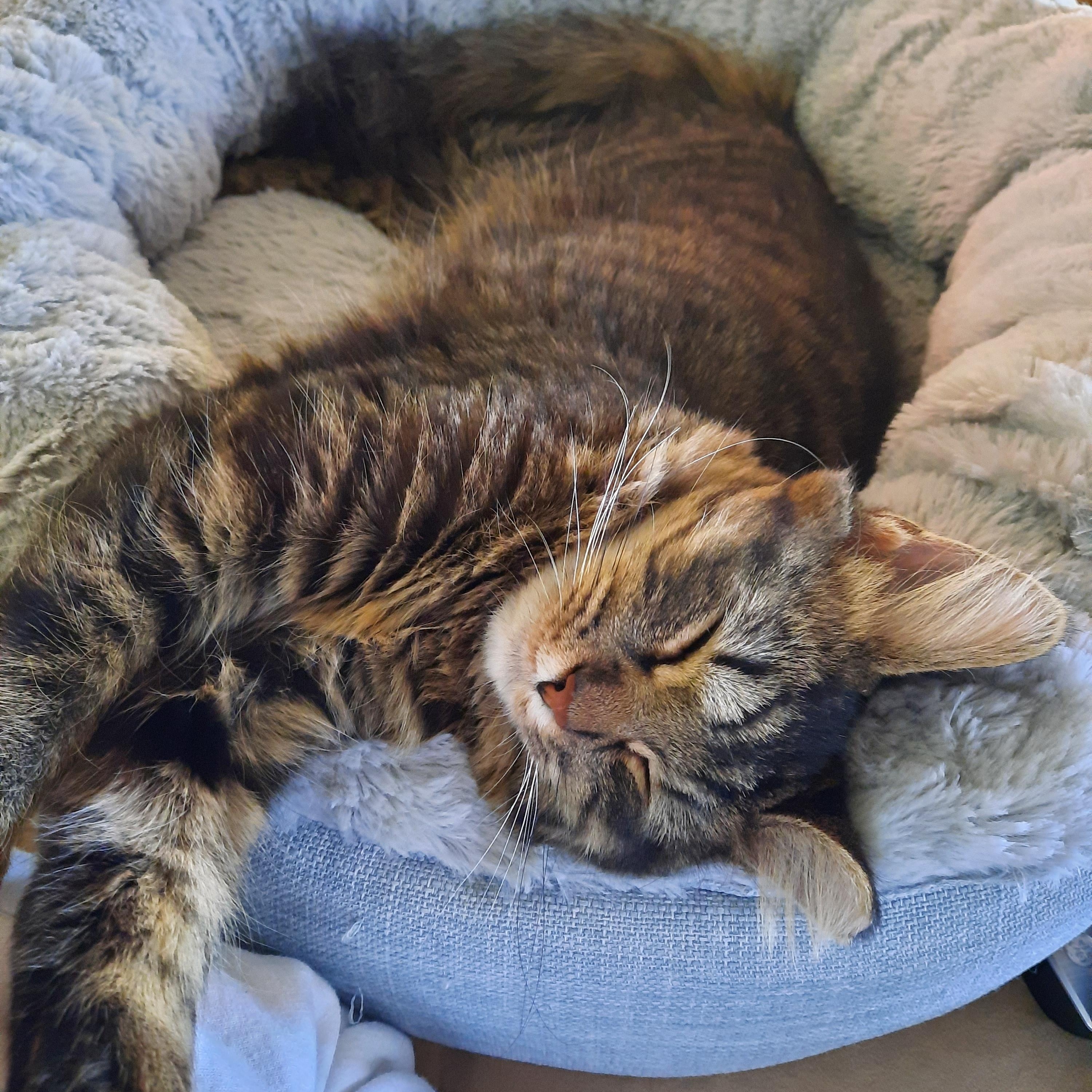 Enlarge Allie Whoop, a other mixed breed in Heath, OH image 5/6