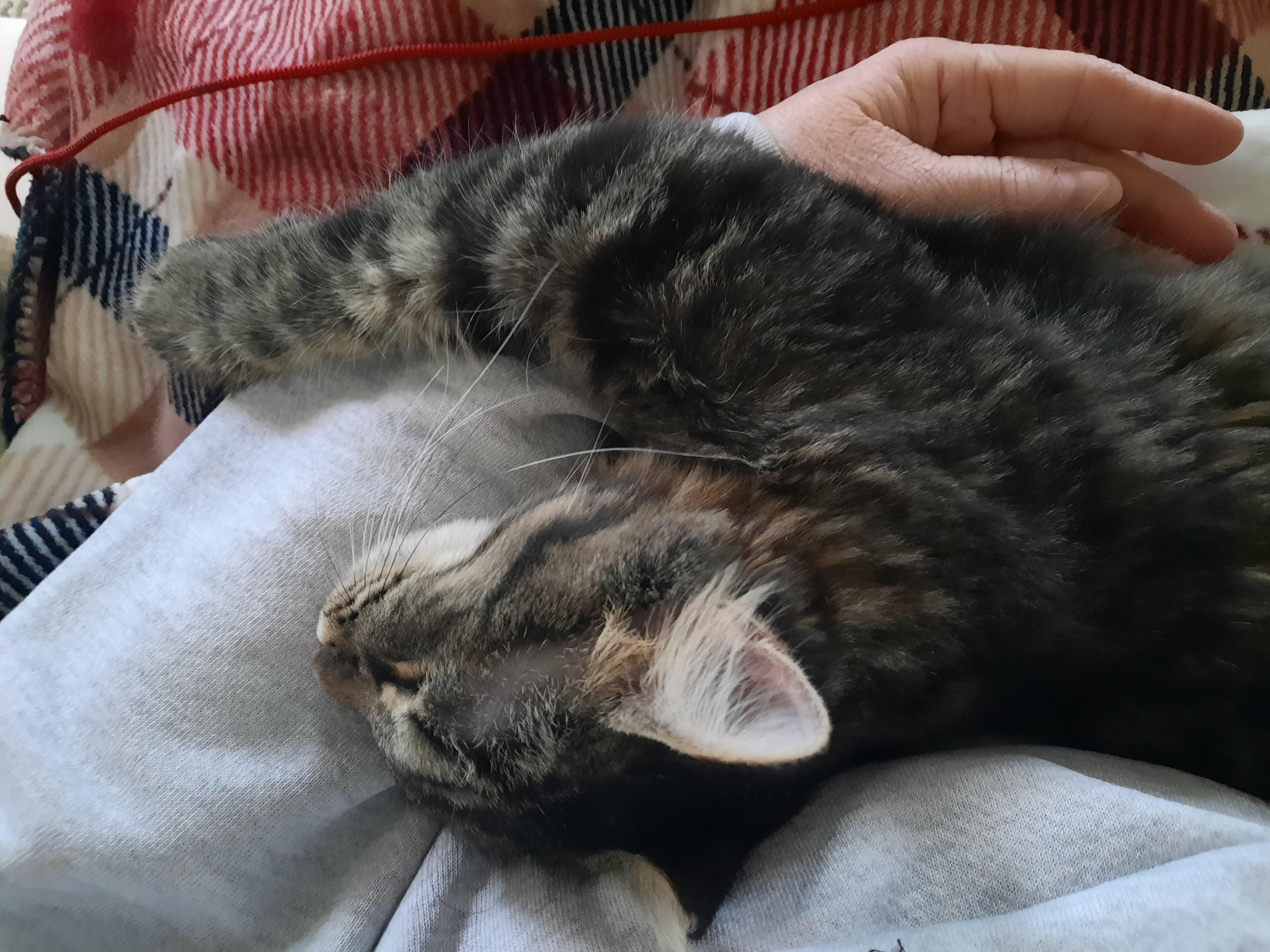 Enlarge Allie Whoop, a other mixed breed in Heath, OH image 3/6