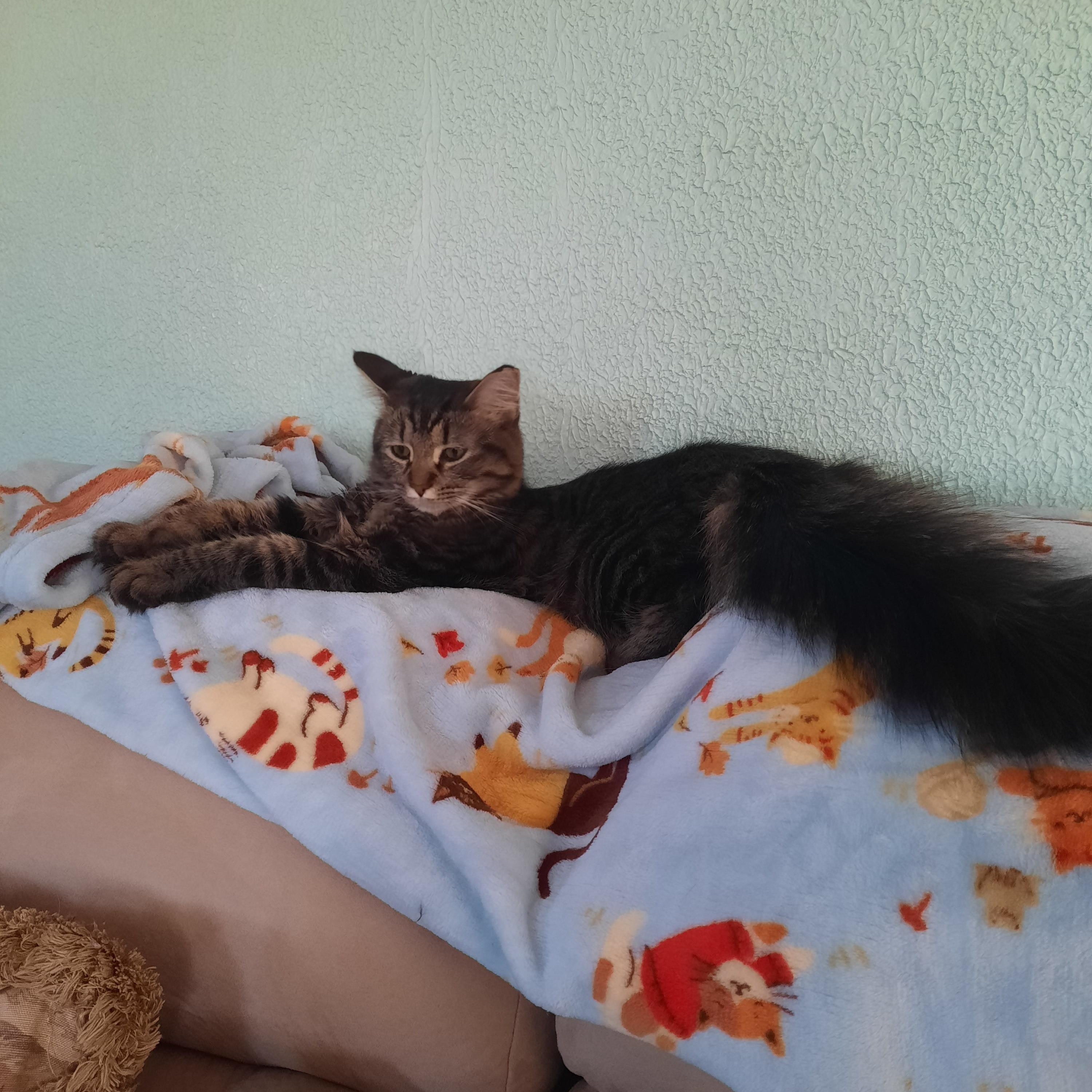 Enlarge Allie Whoop, a other mixed breed in Heath, OH image 1/6