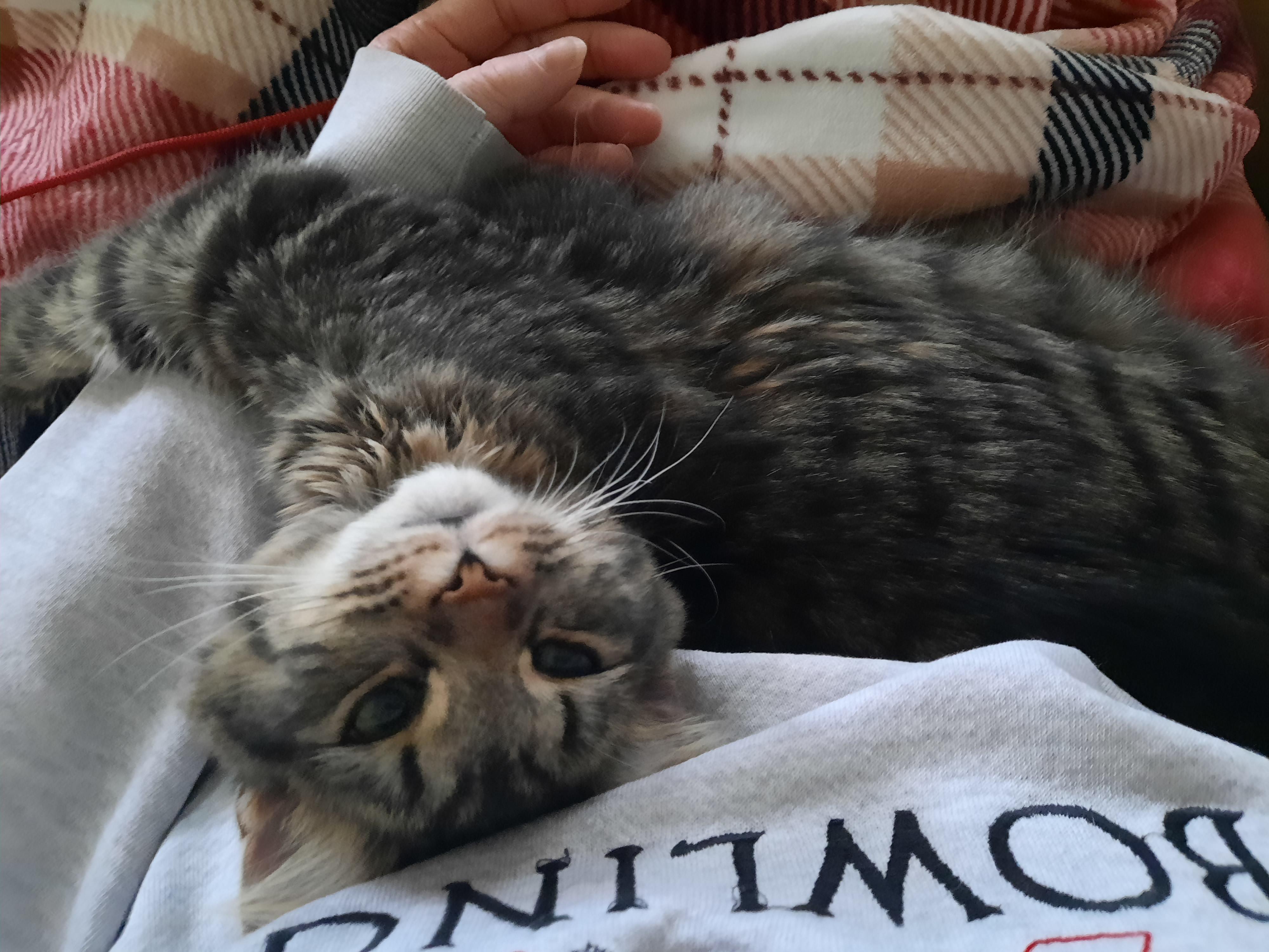 Enlarge Allie Whoop, a other mixed breed in Heath, OH image 4/6