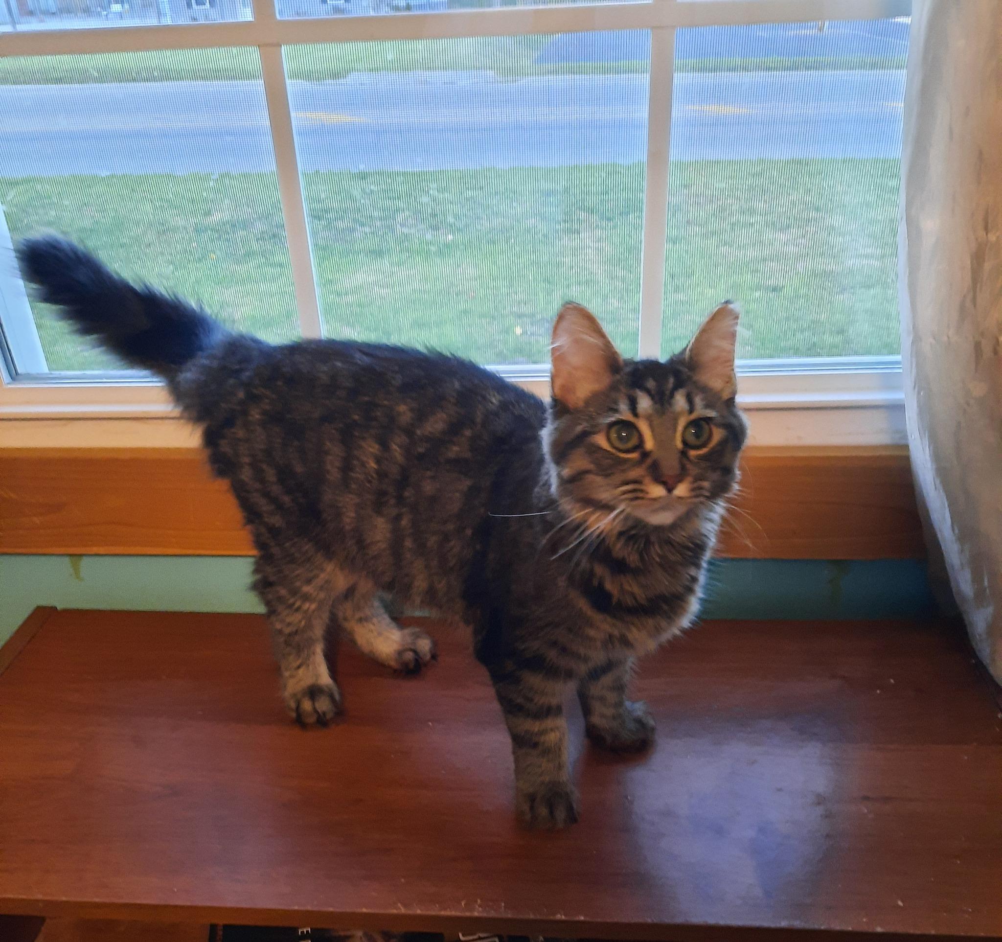 Enlarge Allie Whoop, a other mixed breed in Heath, OH image 2/6