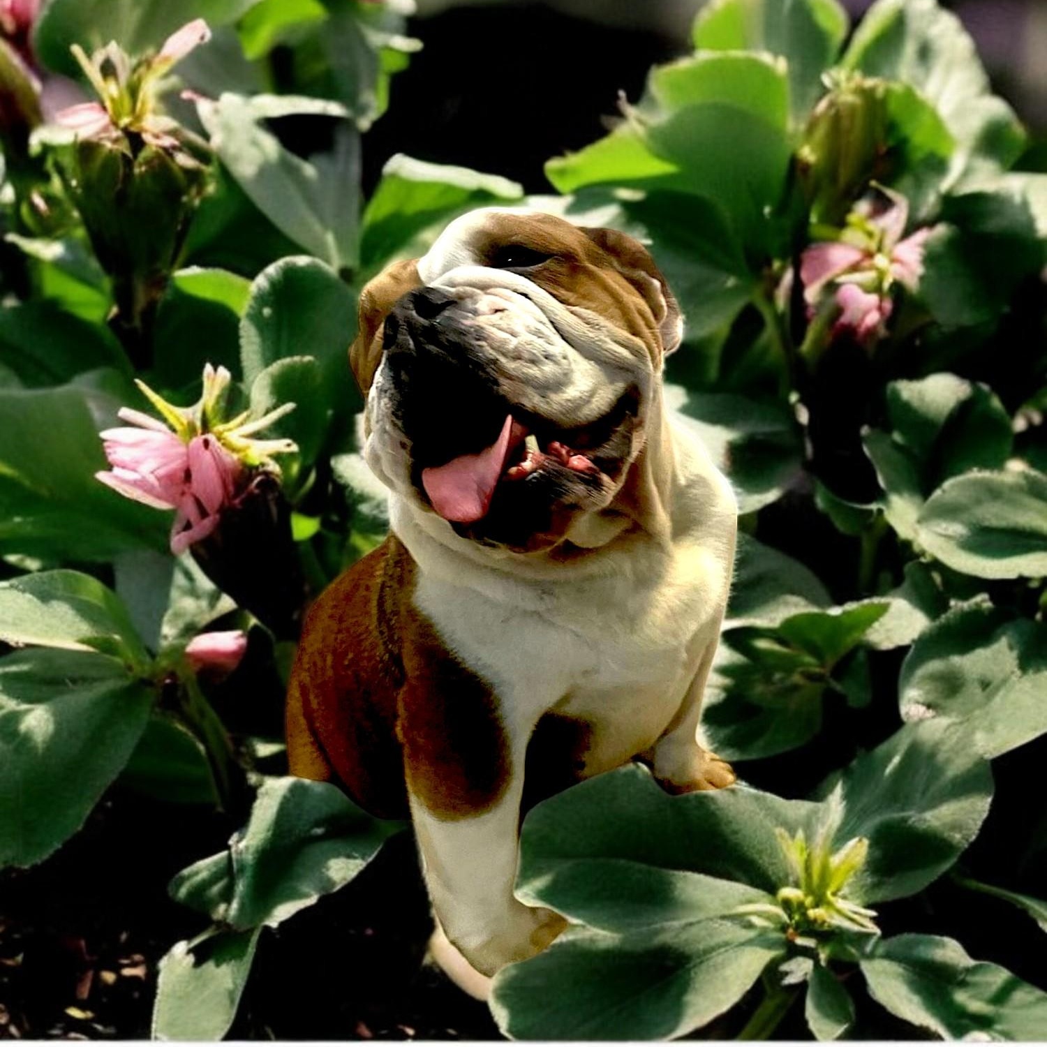 Mulan, Adult Female English Bulldog