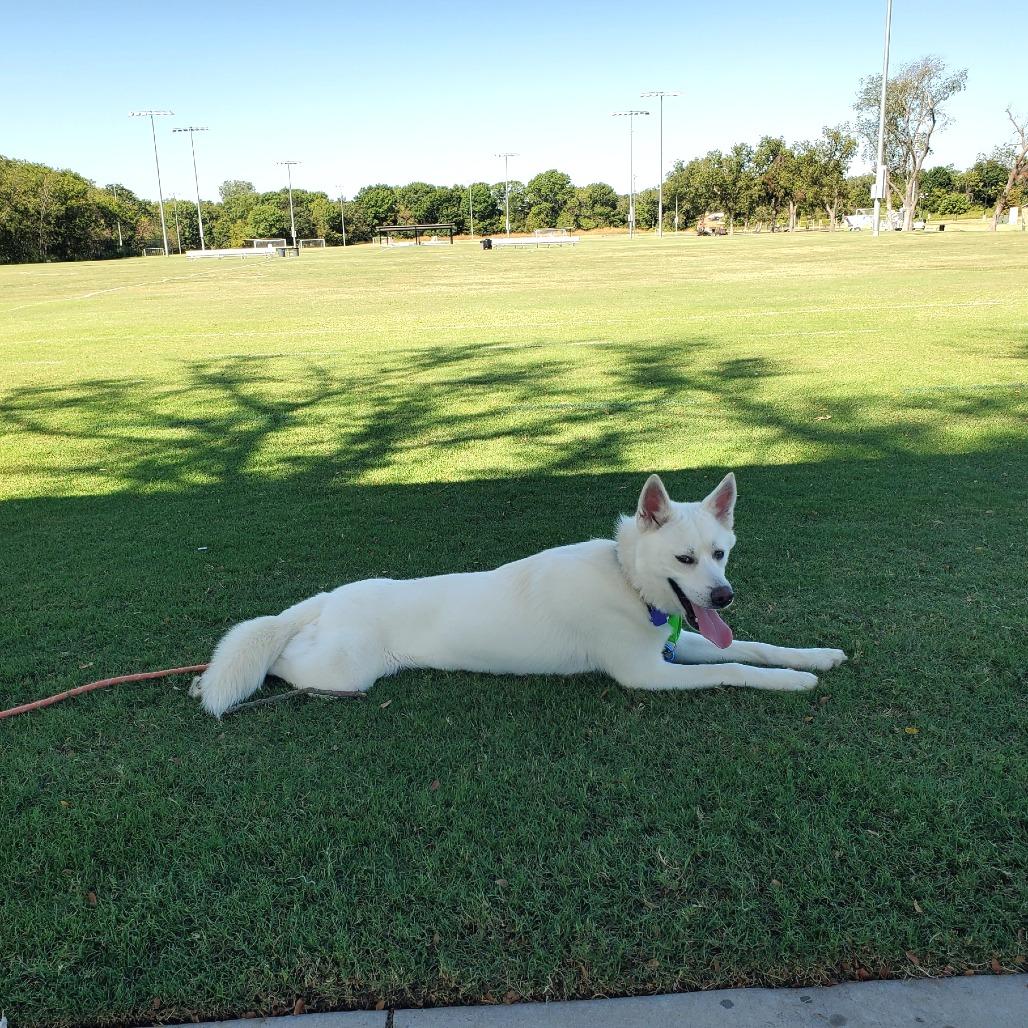 Amos, Adoptable, Adult Male Husky & Mixed Breed.
