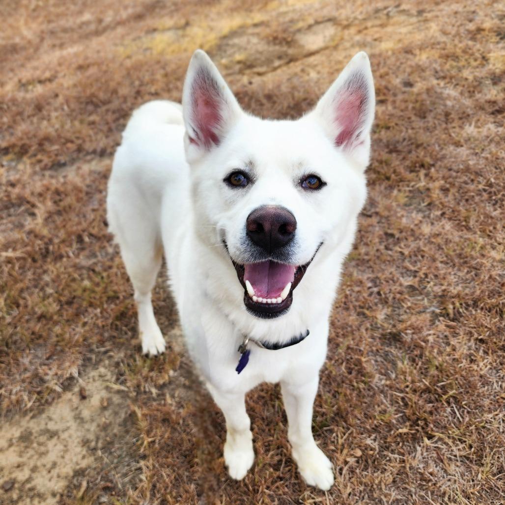 Enlarge Amos, a Adoptable mixed breed in Denison, TX image 2/6