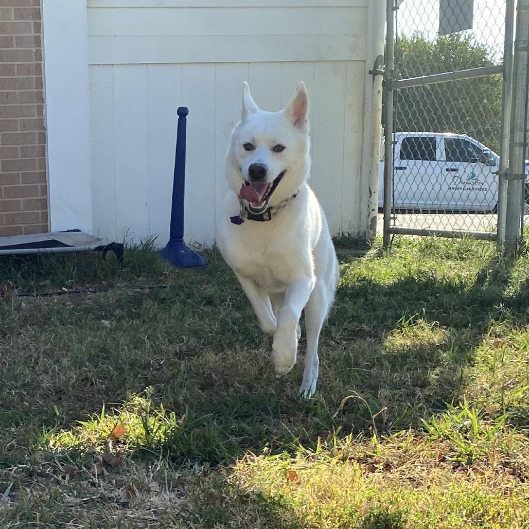 Enlarge Amos, a Adoptable mixed breed in Denison, TX image 4/6