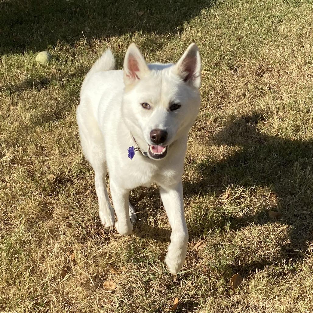 Enlarge Amos, a Adoptable mixed breed in Denison, TX image 5/6