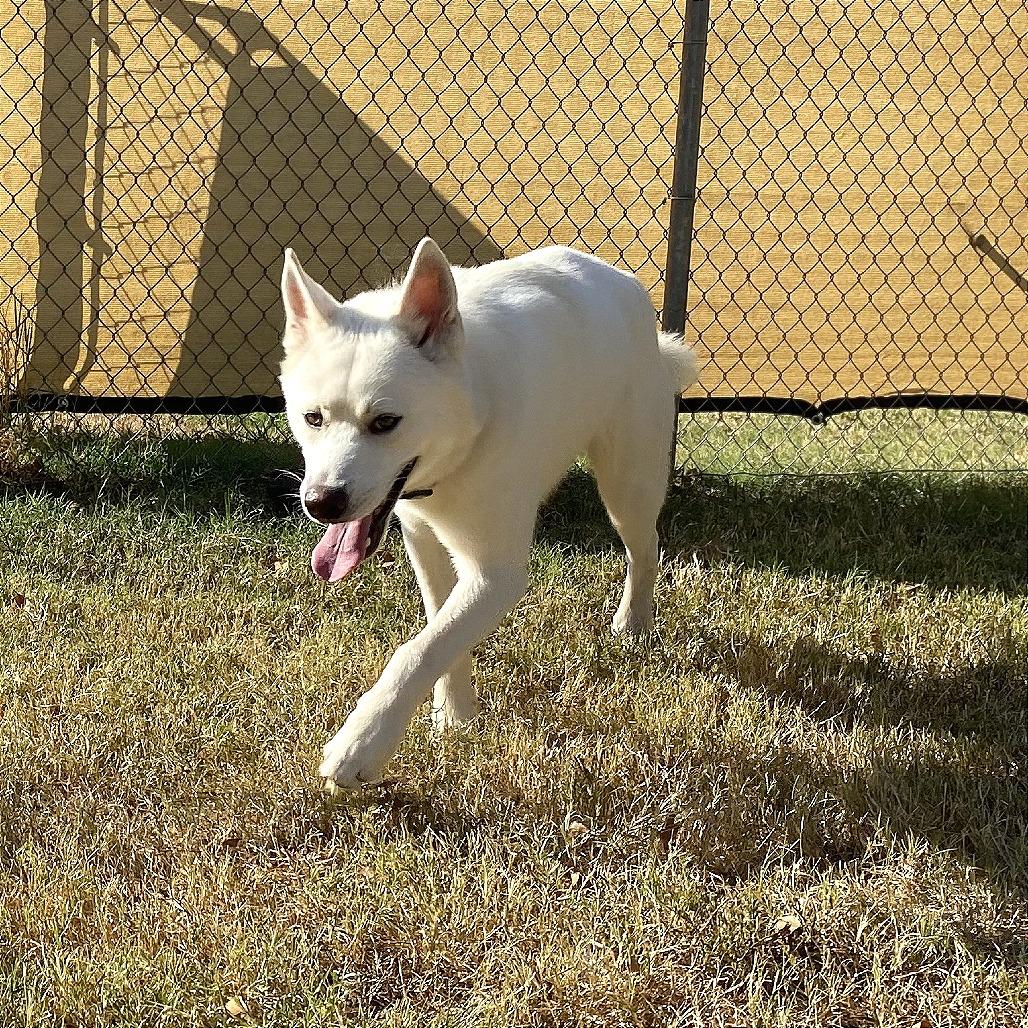 Enlarge Amos, a Adoptable mixed breed in Denison, TX image 6/6