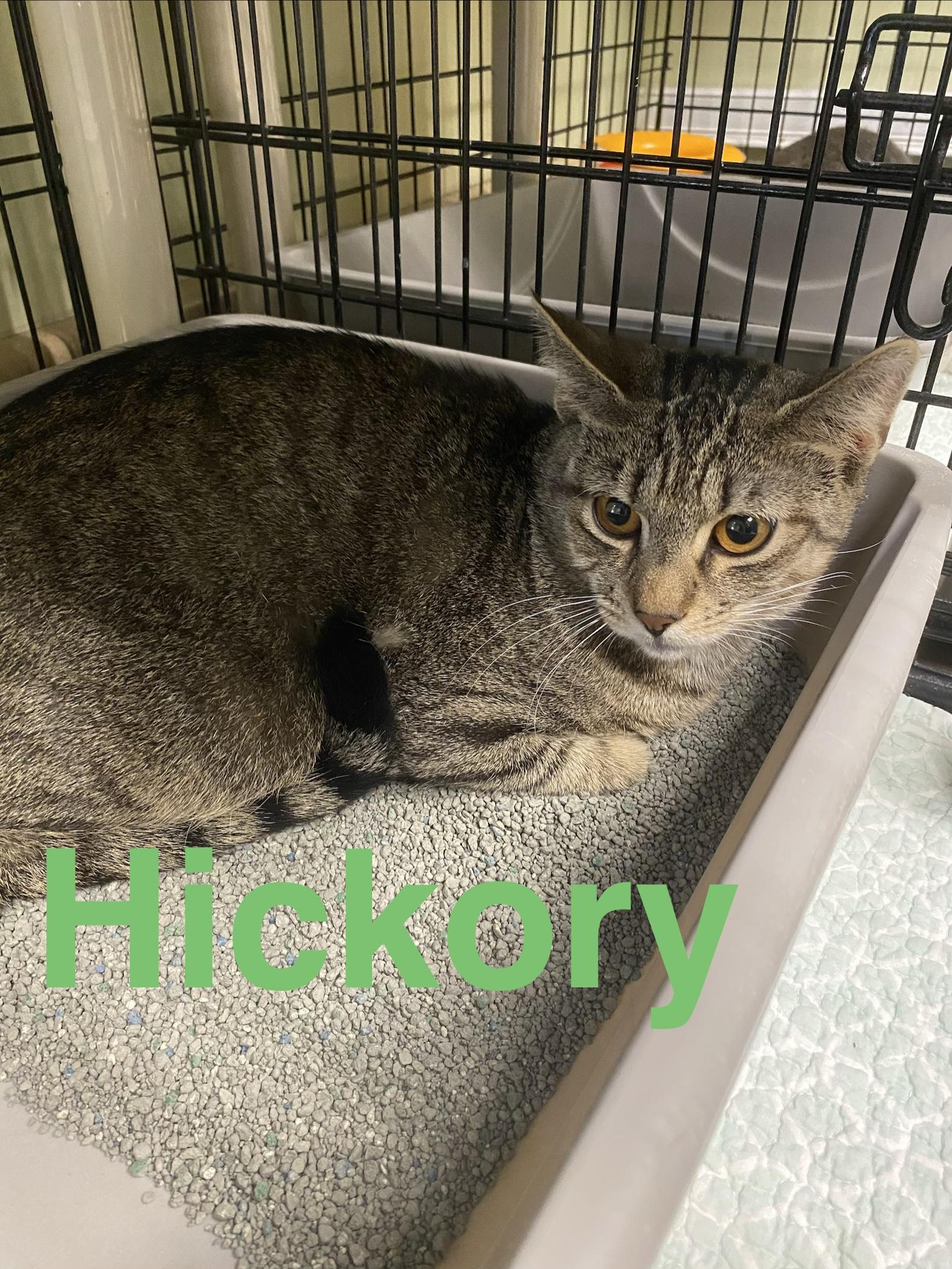 Hickory, ADOPTABLE, Young Male Domestic Short Hair.