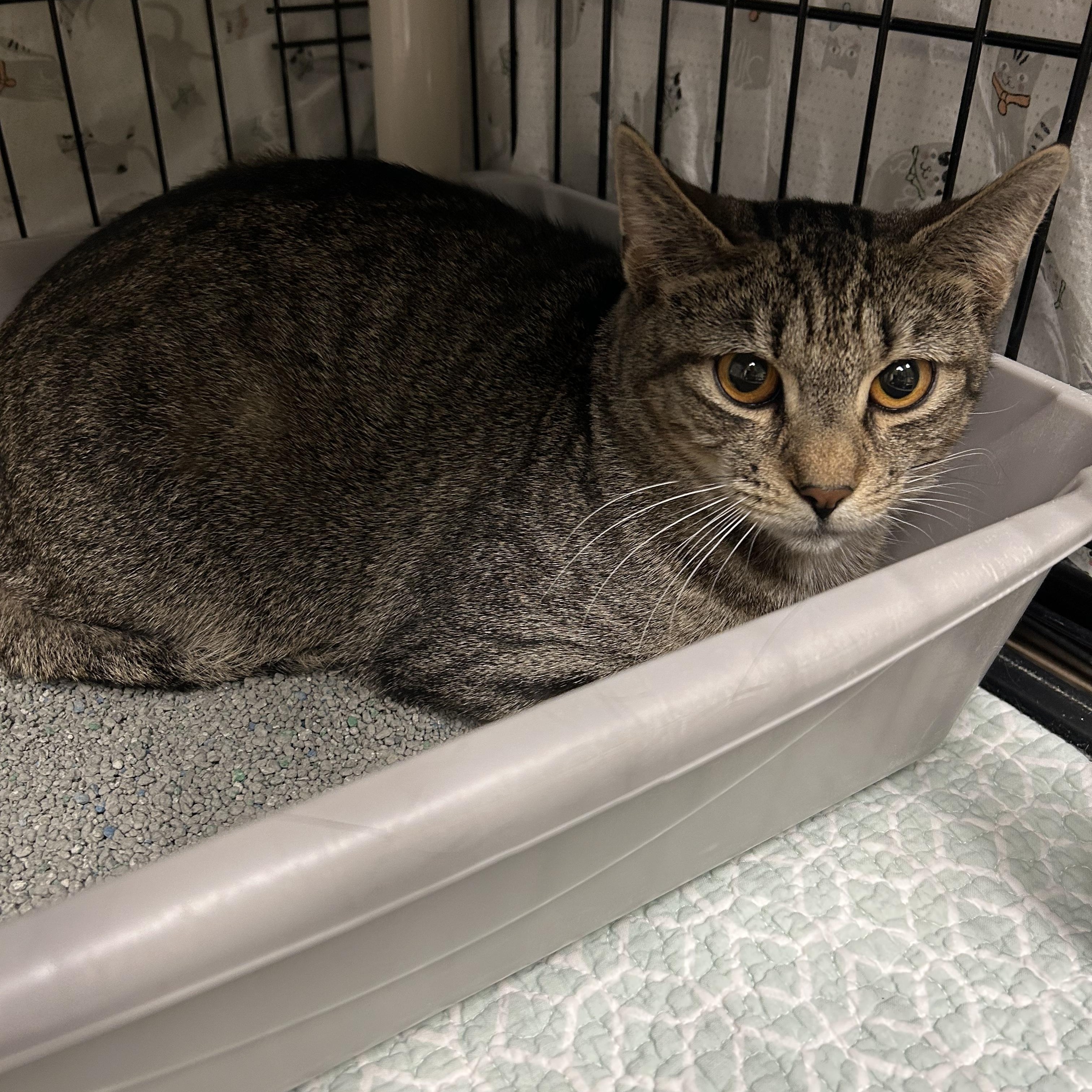 Enlarge Hickory, a ADOPTABLE Domestic Short Hair in Cape May, NJ image 2/2