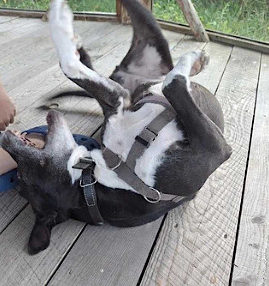 Dange — thumbnail 2