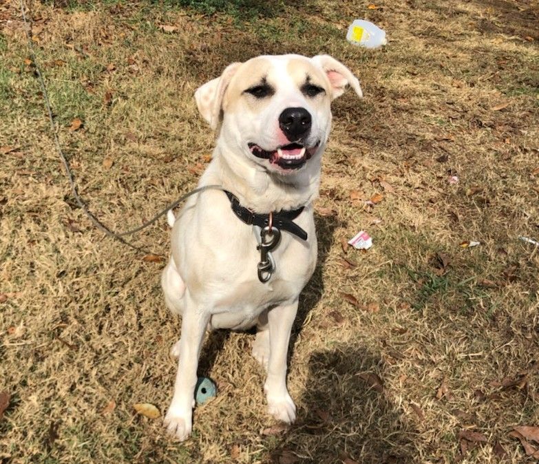 Dolly, a Adoptable mixed breed in Cleveland, AL image 1/4