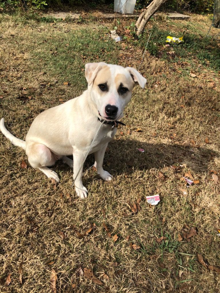 Dolly, a Adoptable mixed breed in Cleveland, AL image 2/4