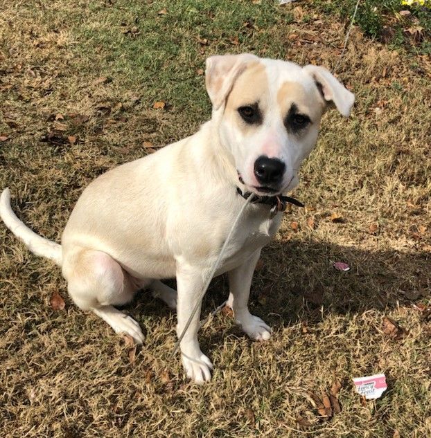 Dolly, a Adoptable mixed breed in Cleveland, AL image 3/4