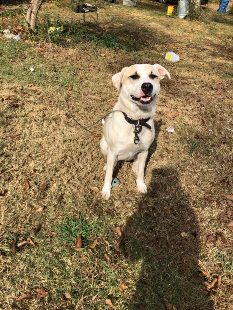 Dolly, a Adoptable mixed breed in Cleveland, AL image 4/4