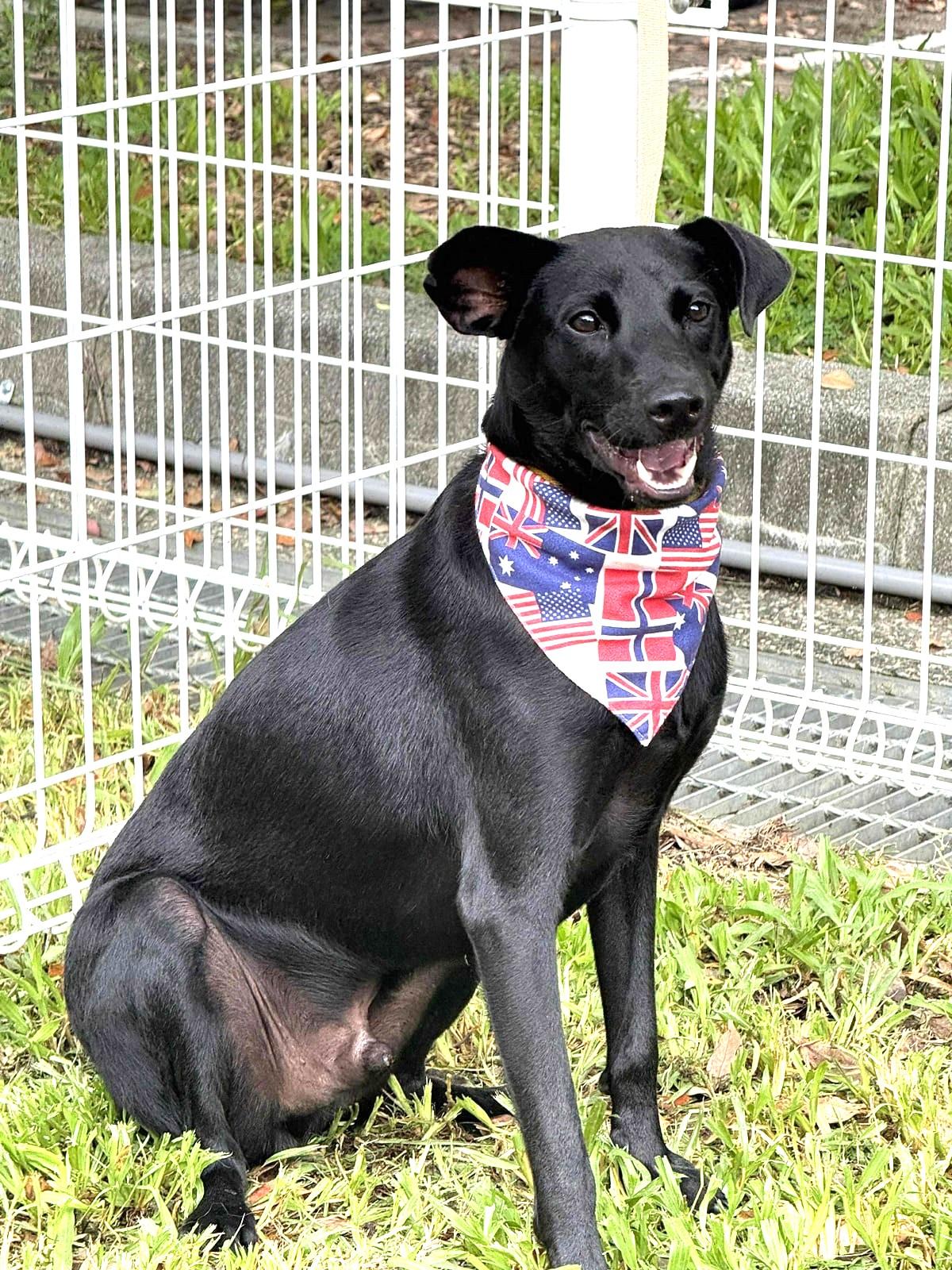 Enlarge Hero, a Adoptable mixed breed in Bellevue, WA image 1/6