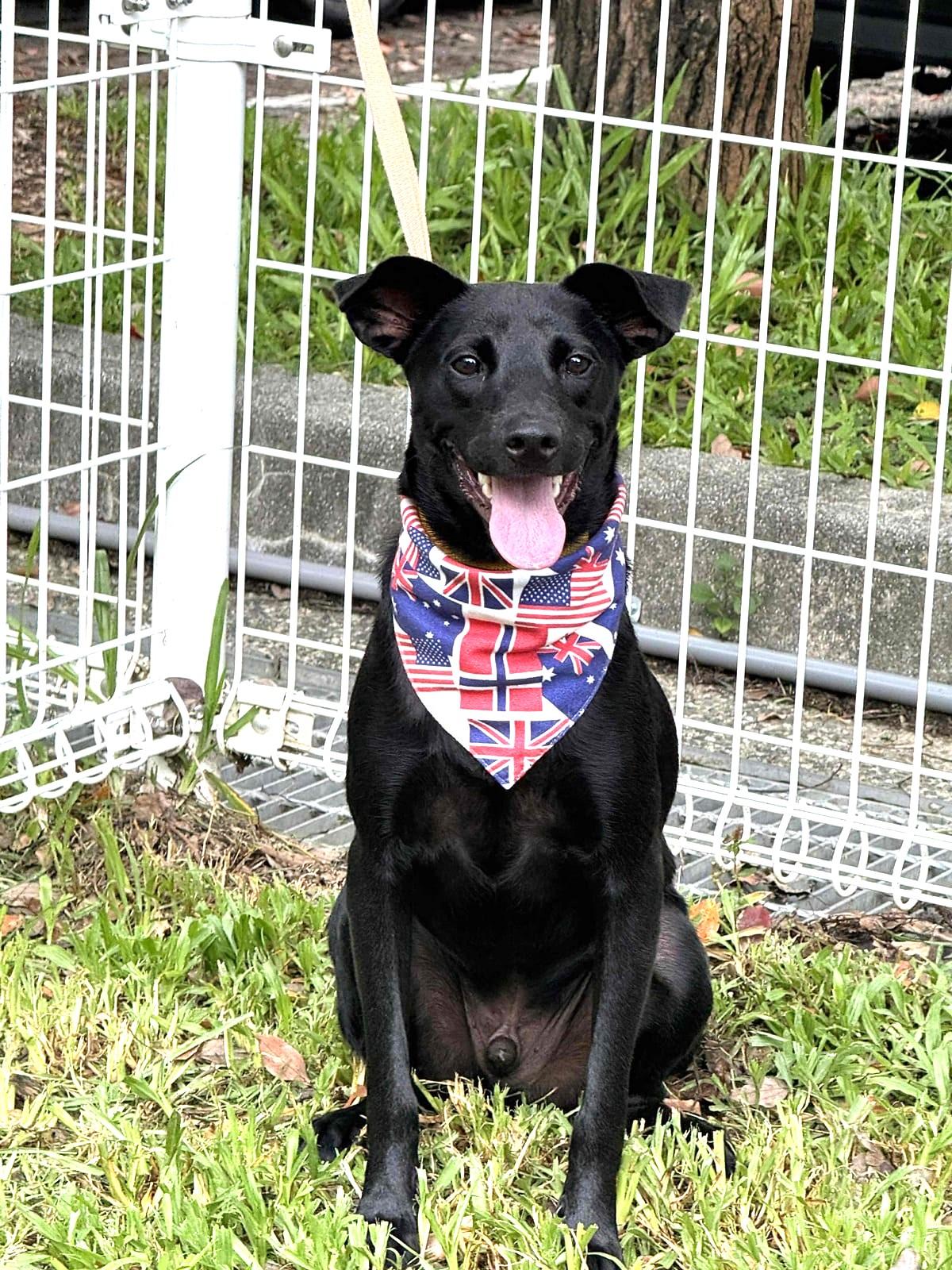 Enlarge Hero, a Adoptable mixed breed in Bellevue, WA image 5/6