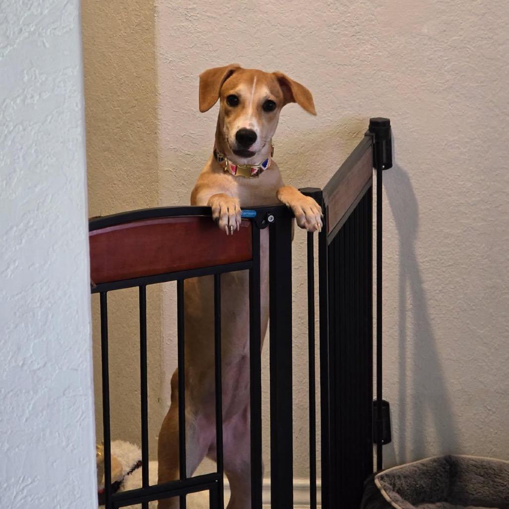 Spur, Adoptable, Young Female Yellow Labrador Retriever & Mixed Breed.