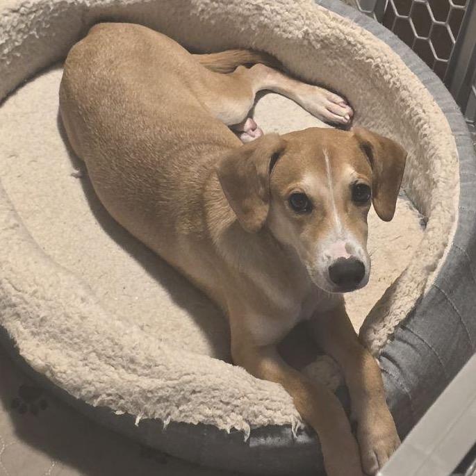 Enlarge Spur, a Adoptable mixed breed in San Antonio, TX image 2/6