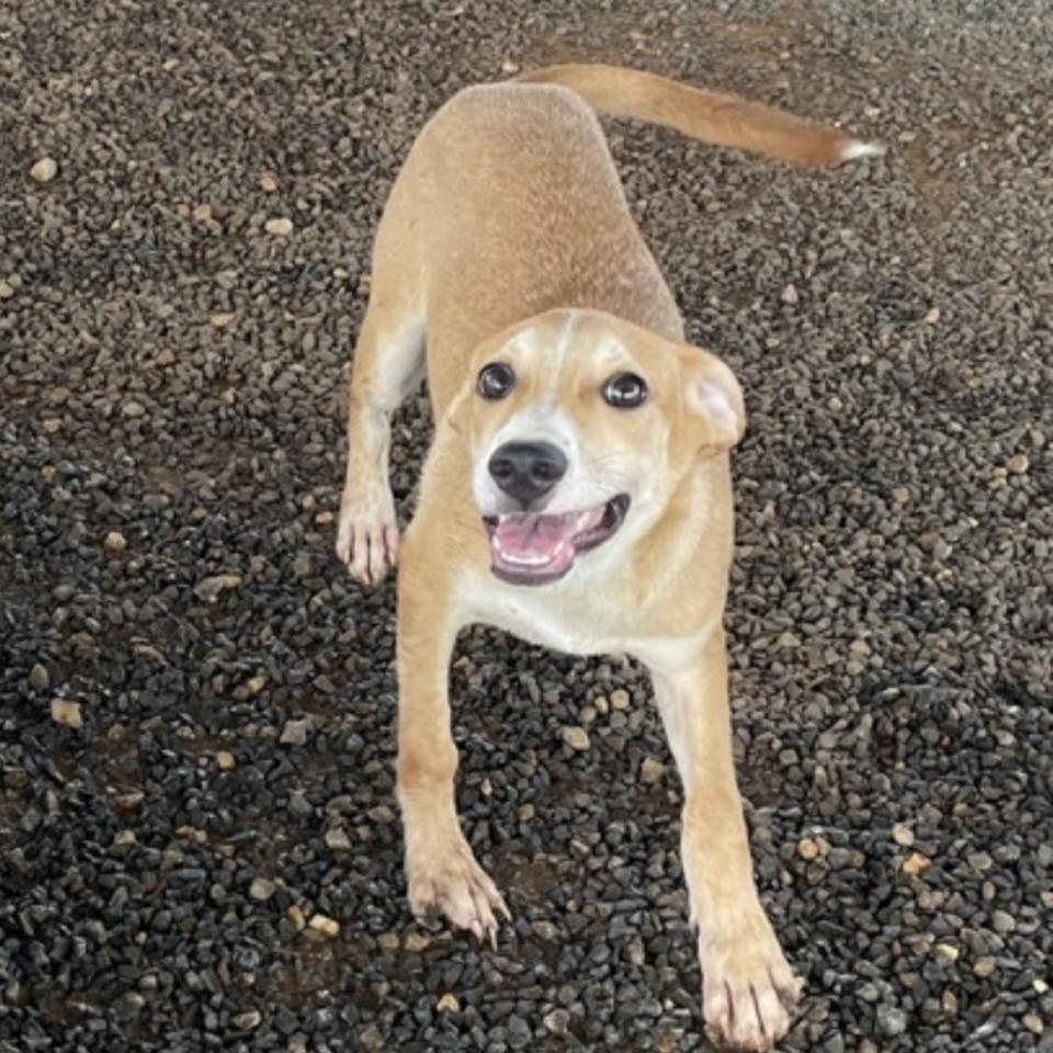 Enlarge Spur, a Adoptable mixed breed in San Antonio, TX image 3/6