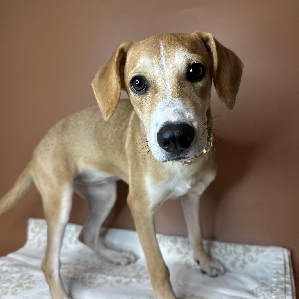 Enlarge Spur, a Adoptable mixed breed in San Antonio, TX image 4/6