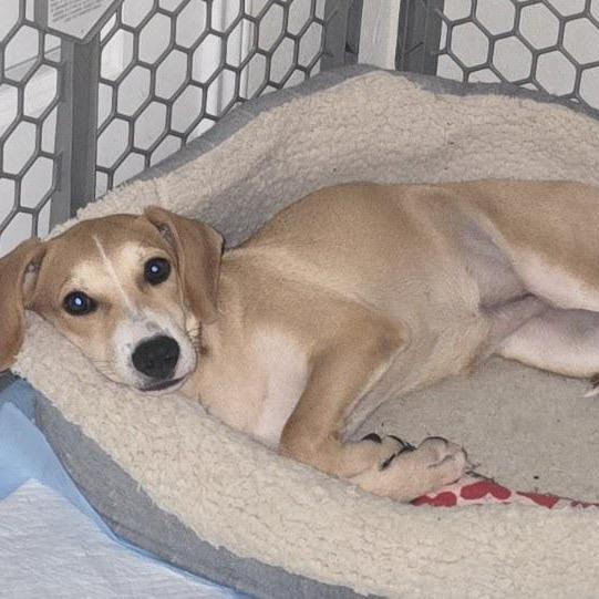 Enlarge Spur, a Adoptable mixed breed in San Antonio, TX image 5/6