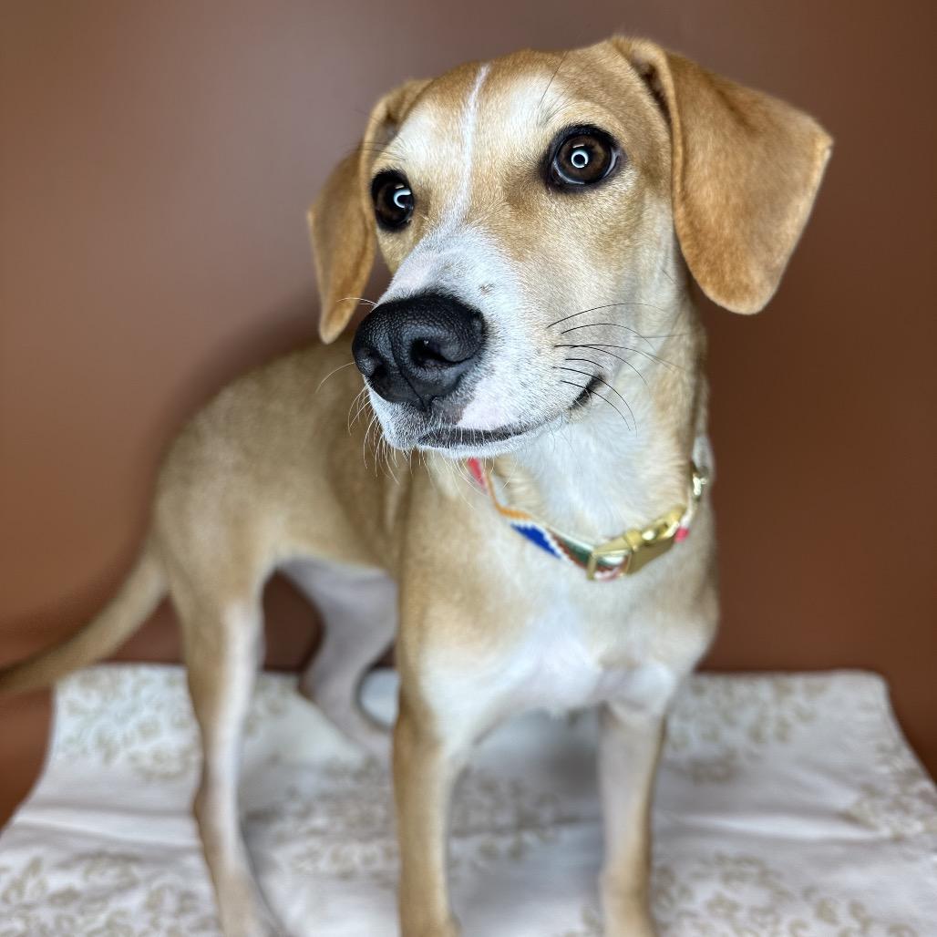 Enlarge Spur, a Adoptable mixed breed in San Antonio, TX image 6/6