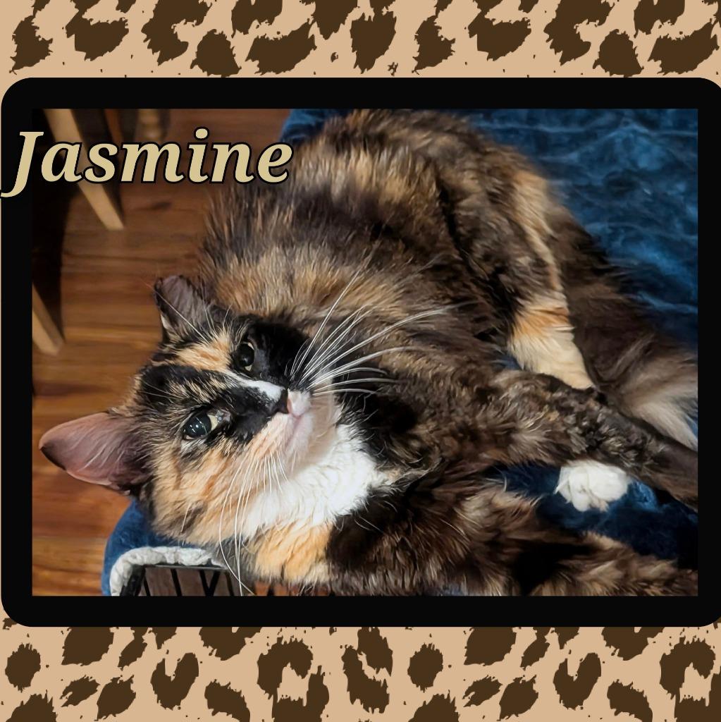 Enlarge Jasmine, a Adoptable mixed breed in Grovetown, GA image 2/2