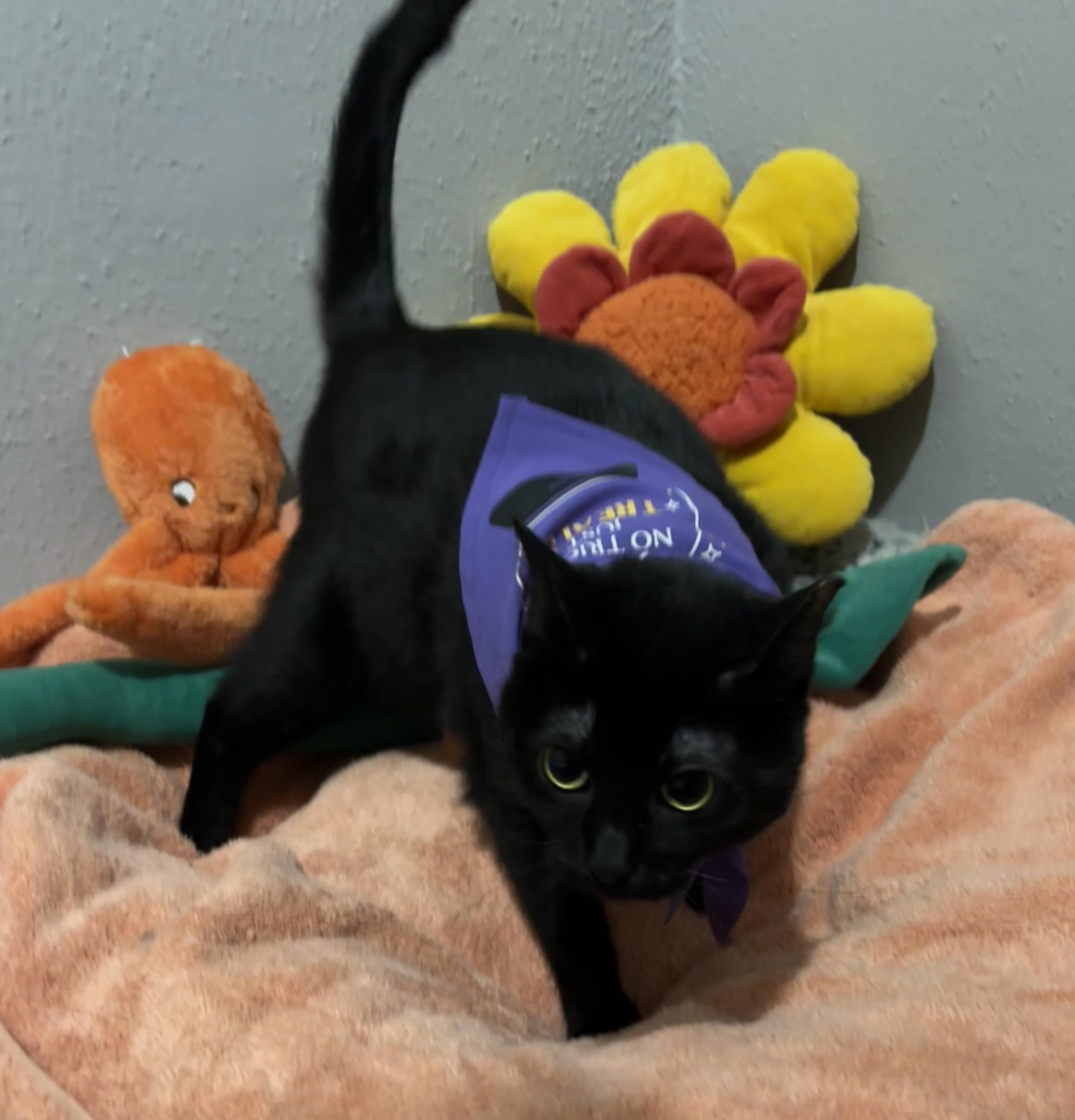 Enlarge Sophie, a Adoptable American Shorthair in Houston, TX image 2/4