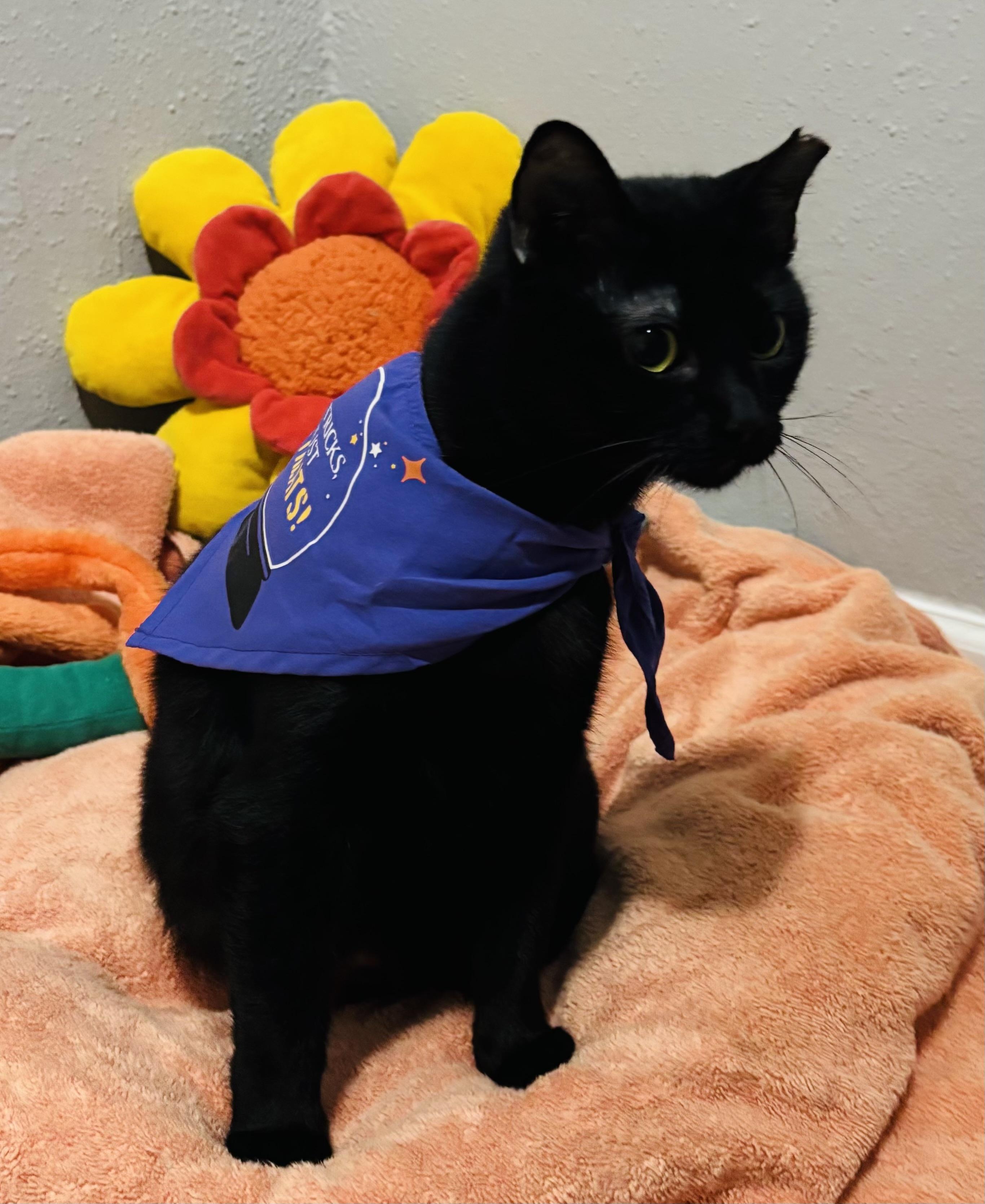 Enlarge Sophie, a Adoptable American Shorthair in Houston, TX image 3/4