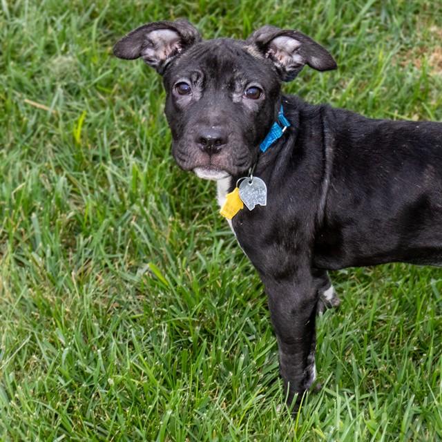 JOHN, Adoptable, Puppy Male Pit Bull Terrier.
