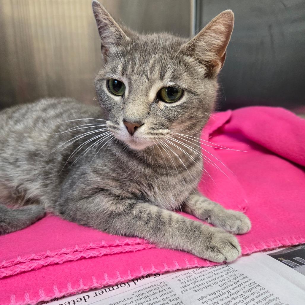 Jolene, Adoptable, Adult Female Domestic Short Hair.