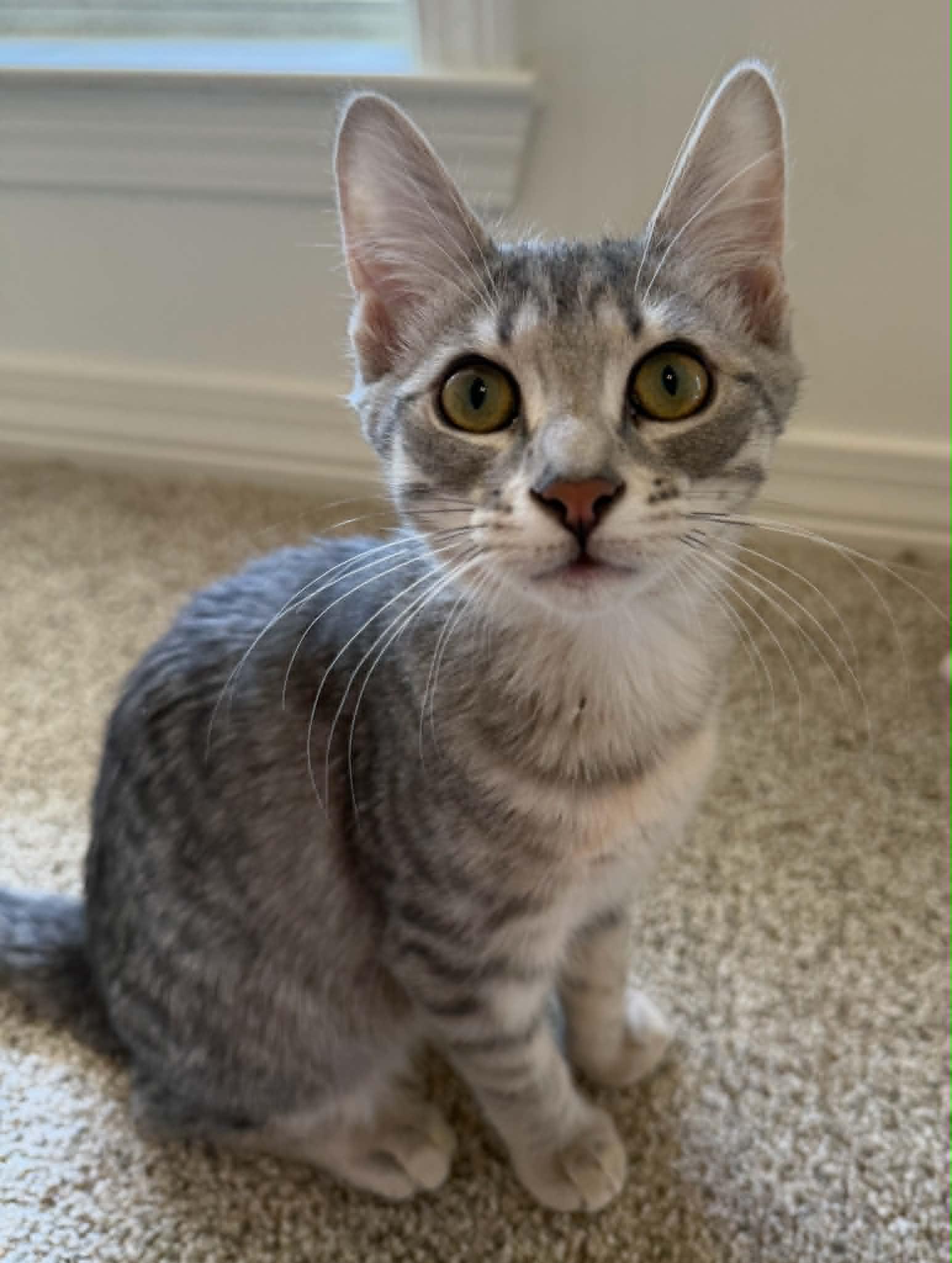 Mocha (So Sweet), adopted, Kitten Female Tabby.