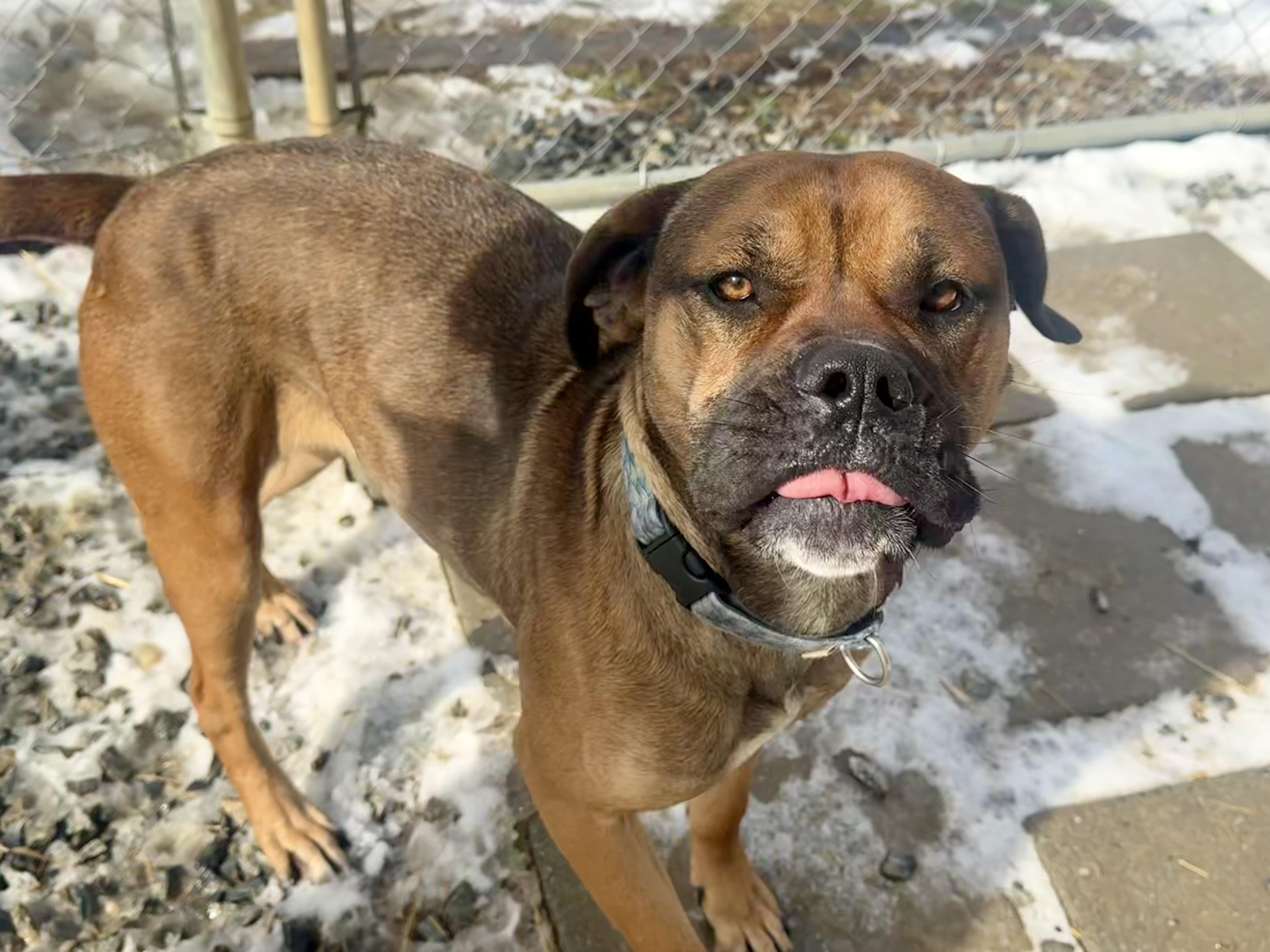 Duncan The Tall, adopted, Adult Male Bullmastiff.