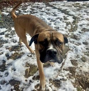Enlarge Duncan The Tall, an adopted Bullmastiff in Marshall, NC image 2/2