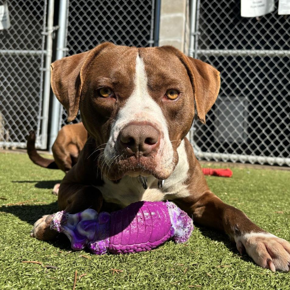 Enlarge HM24 Grizz, a Adoptable mixed breed in Freeport, FL image 3/6