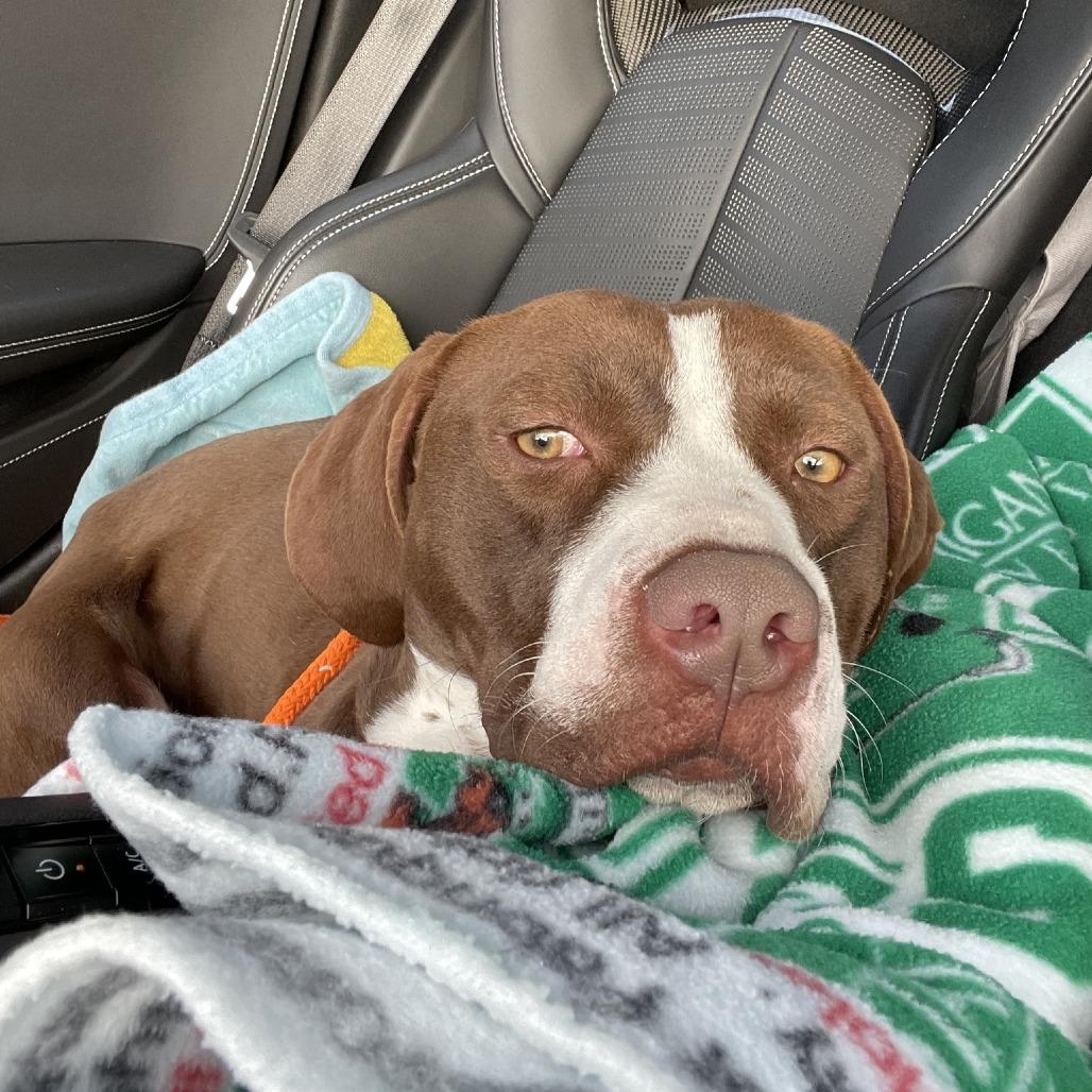 Enlarge HM24 Grizz, a Adoptable mixed breed in Freeport, FL image 4/6