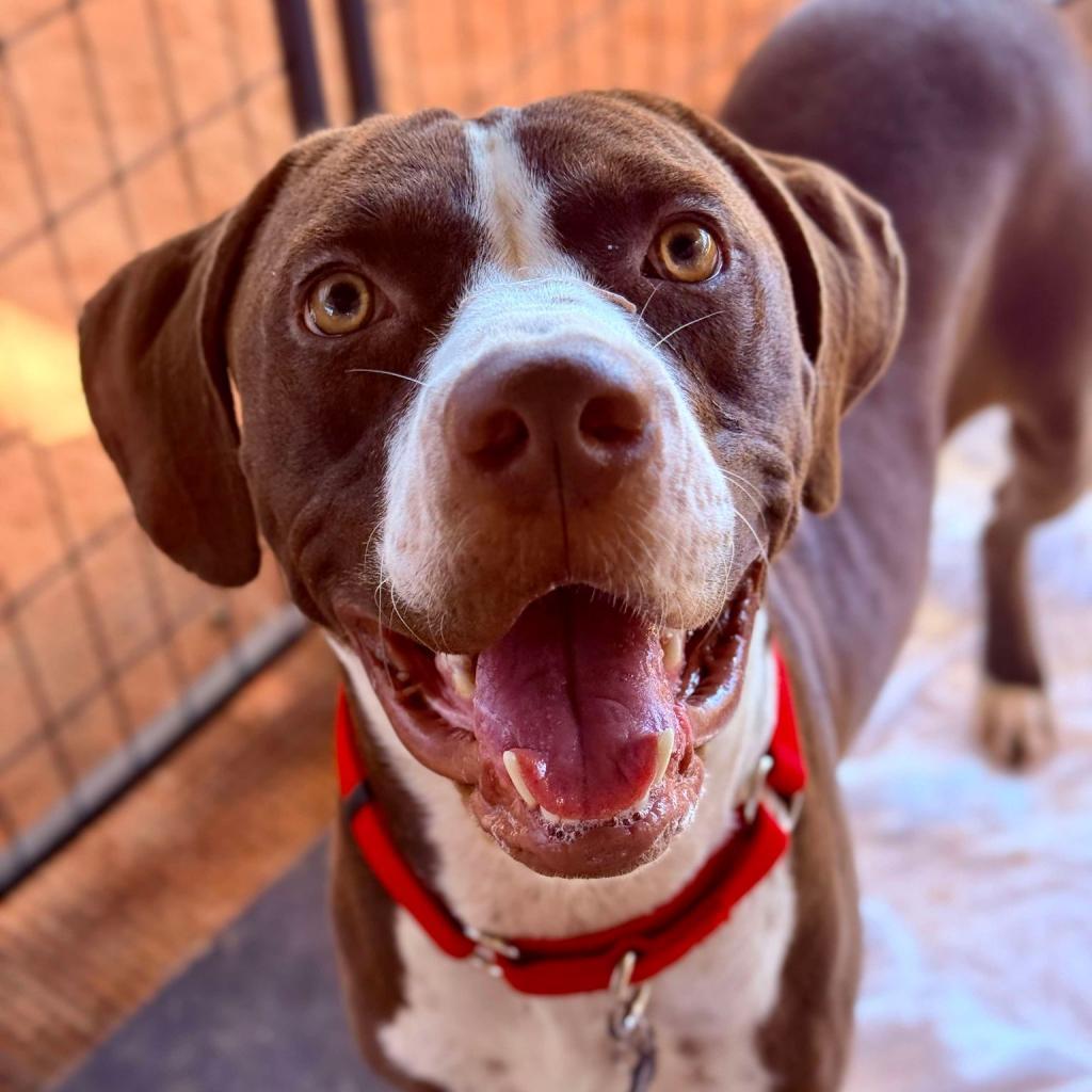 Enlarge HM24 Grizz, a Adoptable mixed breed in Freeport, FL image 6/6