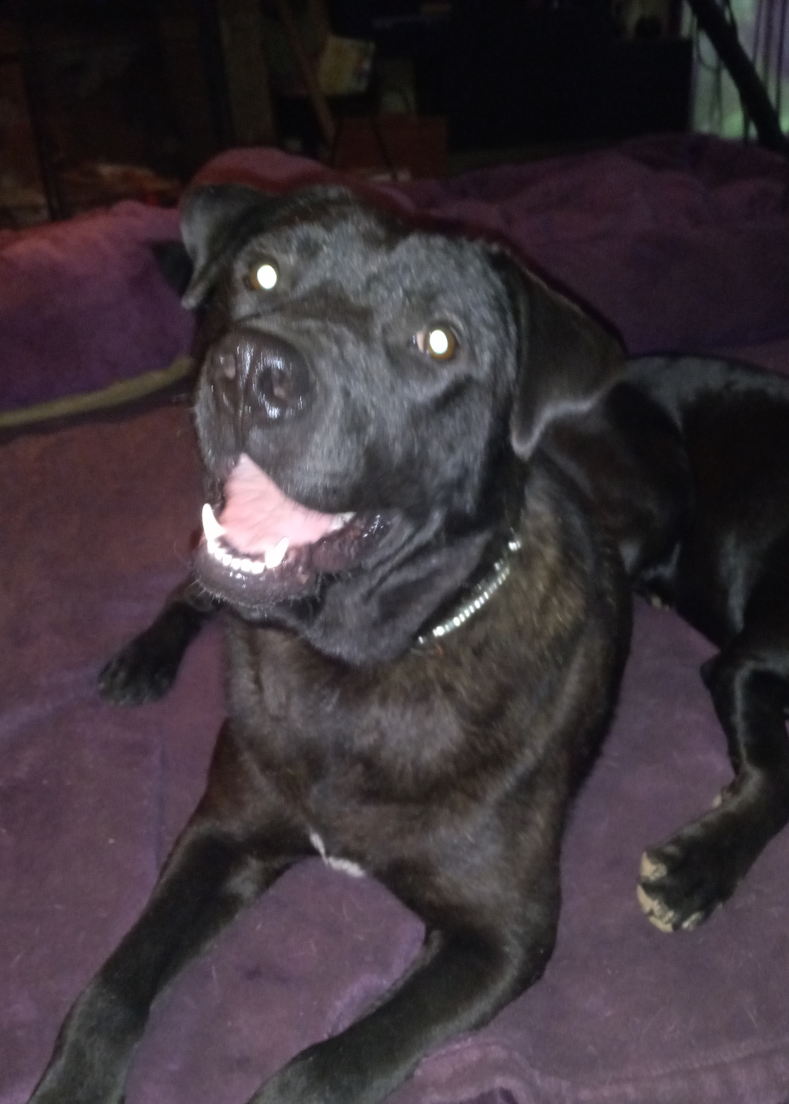 Gabe, a Adoptable Black Labrador Retriever in North Jackson, OH image 5/5