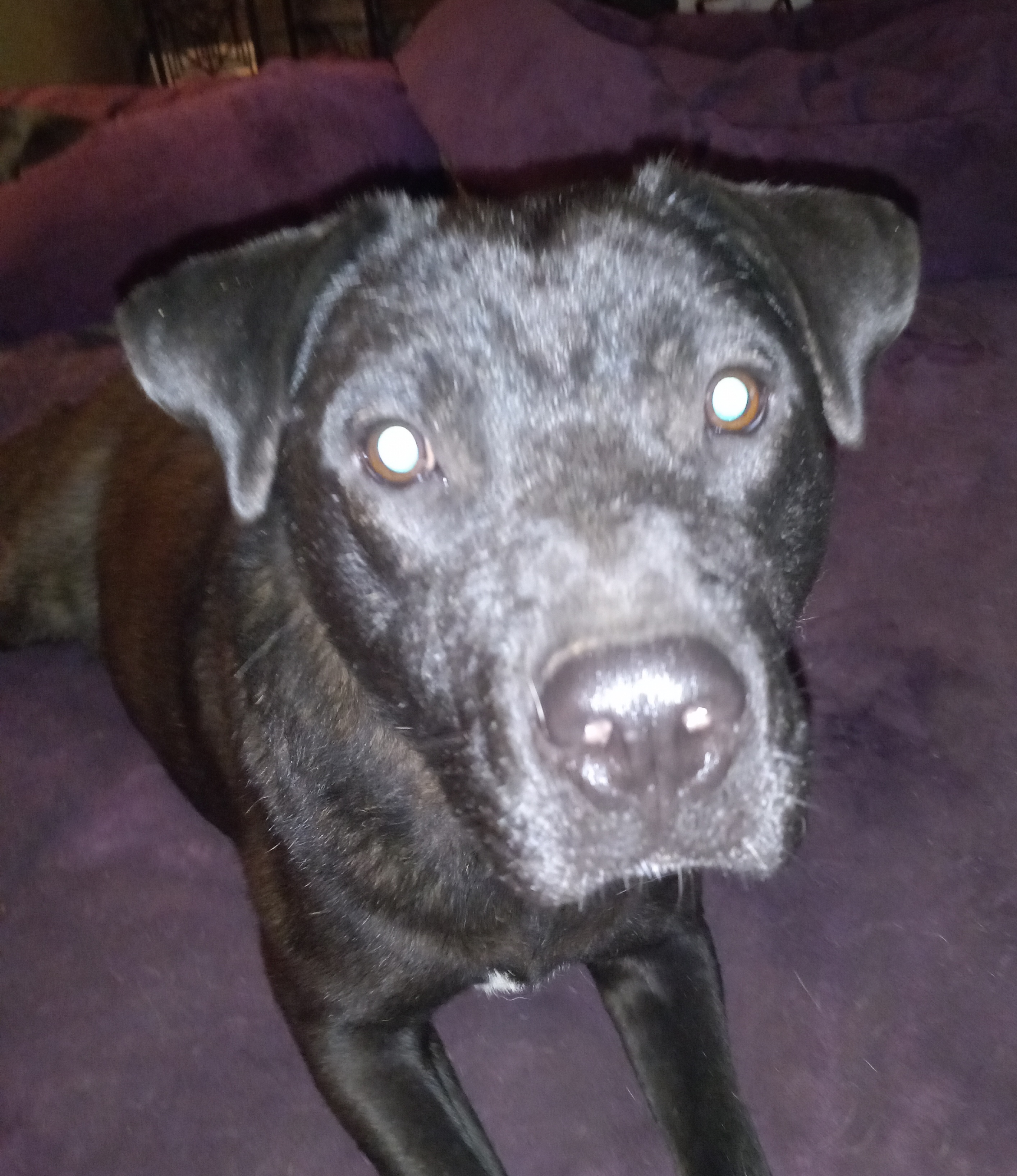 Gabe, a Adoptable Black Labrador Retriever in North Jackson, OH image 3/5