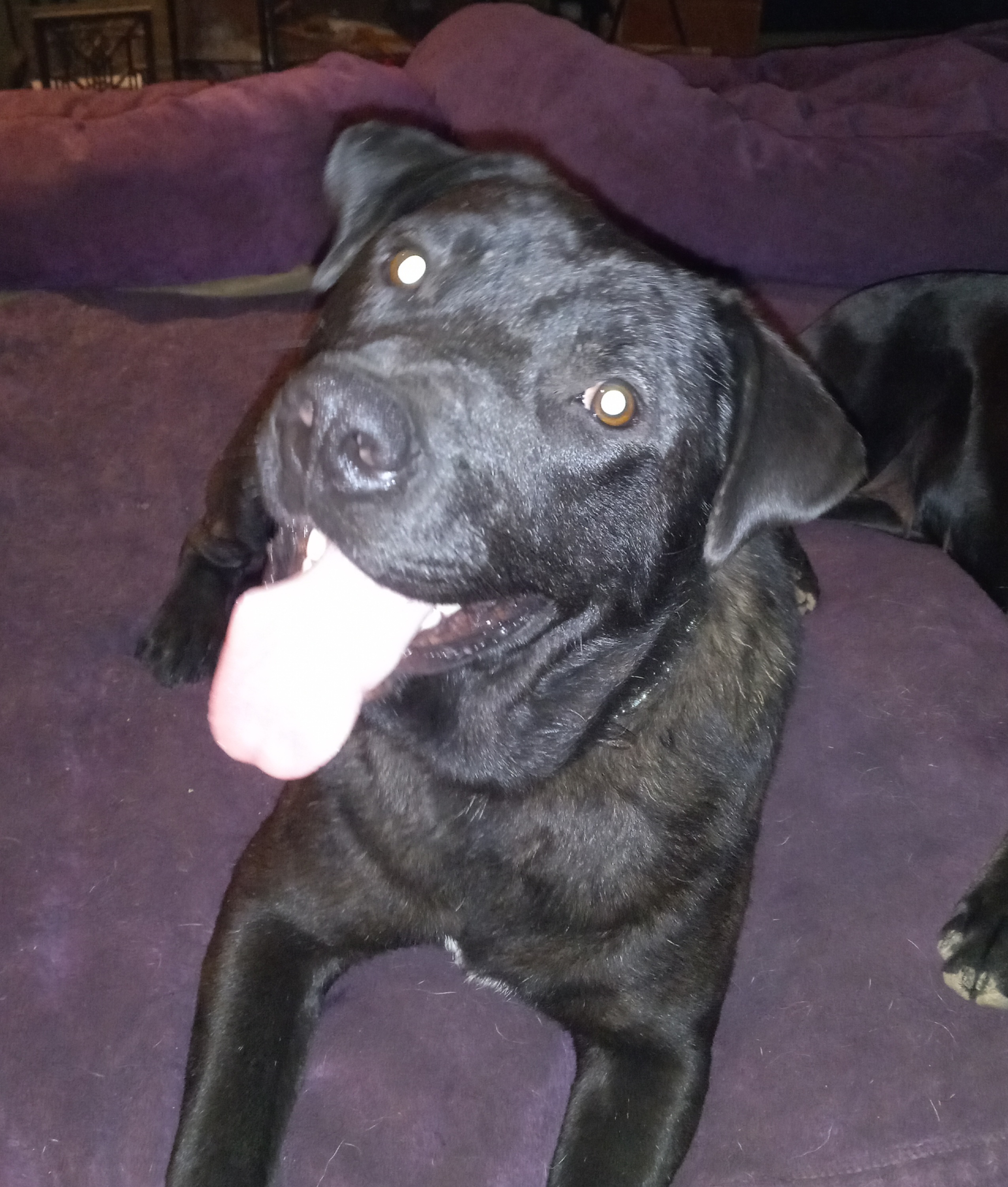 Gabe, Adoptable, Young Male Black Labrador Retriever.