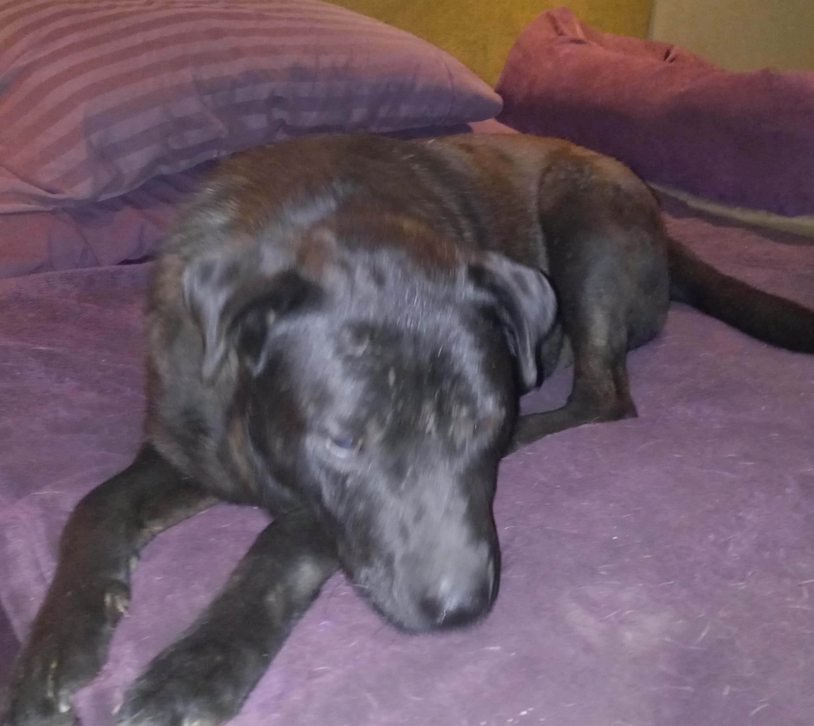 Gabe, a Adoptable Black Labrador Retriever in North Jackson, OH image 4/5