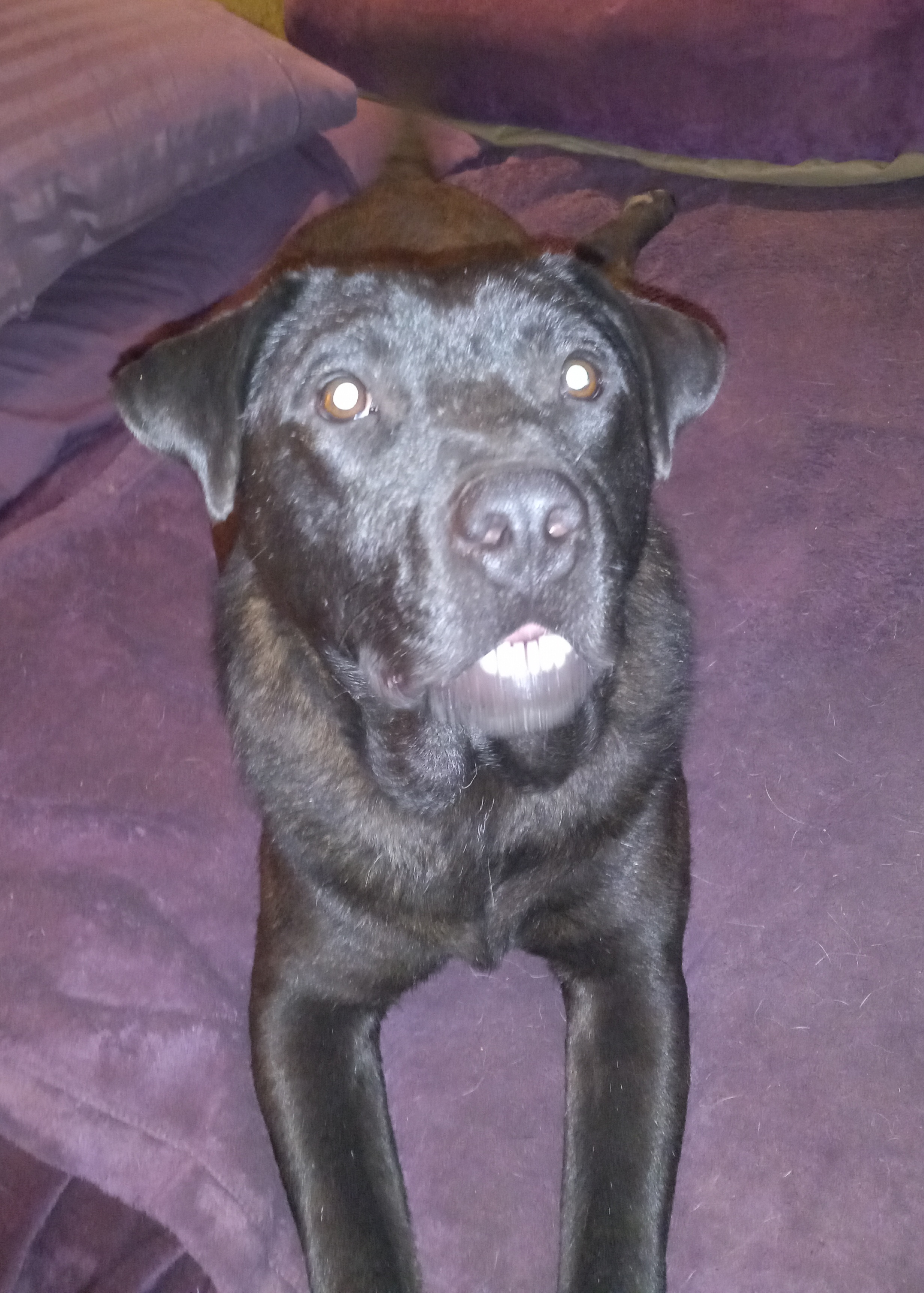 Gabe, a Adoptable Black Labrador Retriever in North Jackson, OH image 2/5