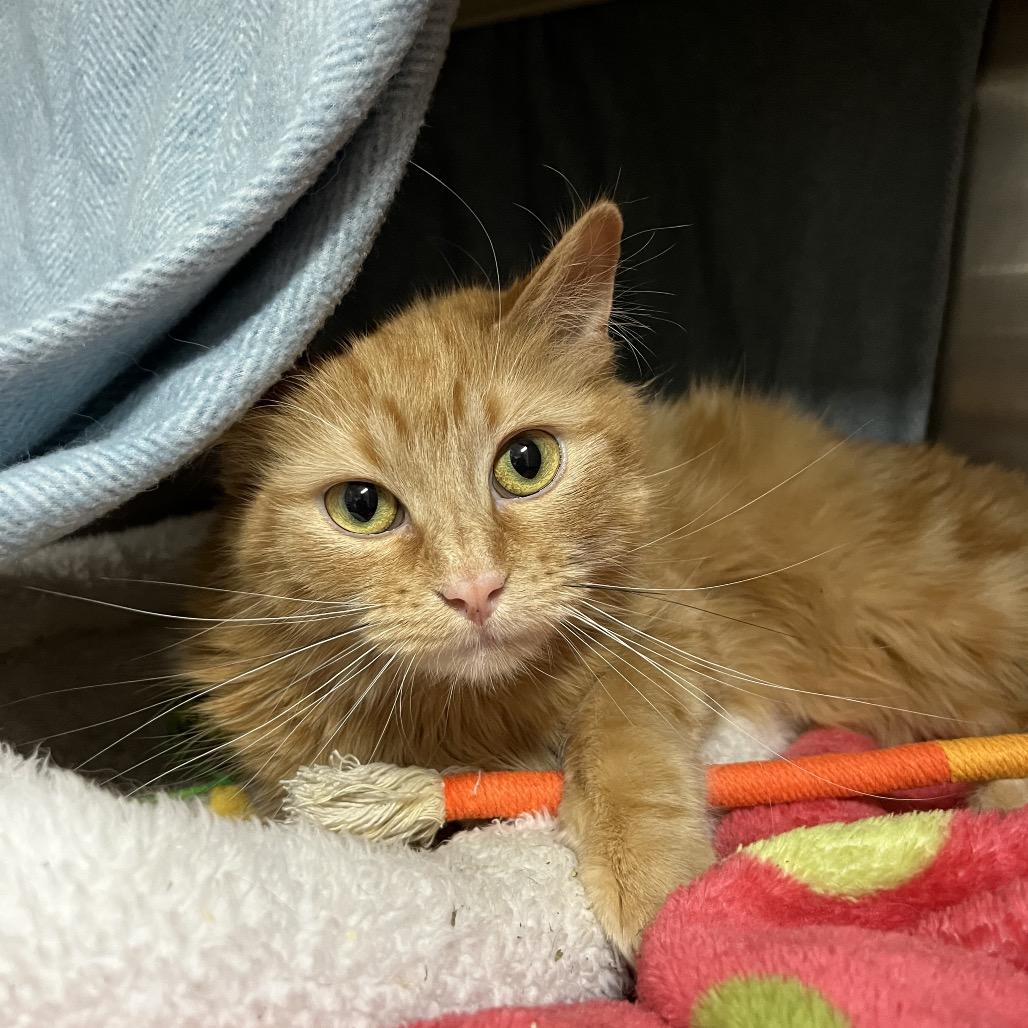 Enlarge Pippi, a Adoptable Domestic Long Hair in Taos, NM image 2/2