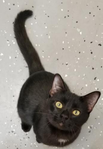 Bagheera, Adopted, Adult Male Domestic Short Hair.