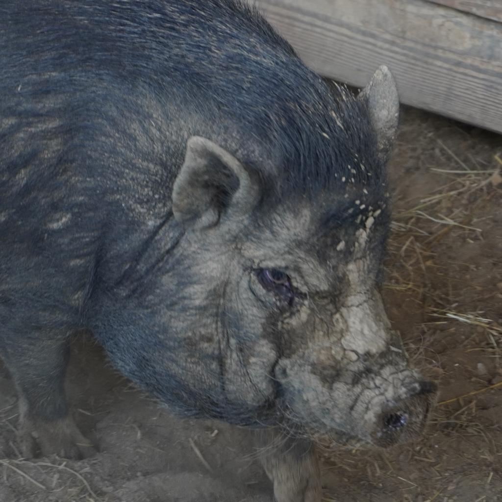 Enlarge Stubbles, a Adoptable Vietnamese Pot Bellied in Asheville, NC image 1/3